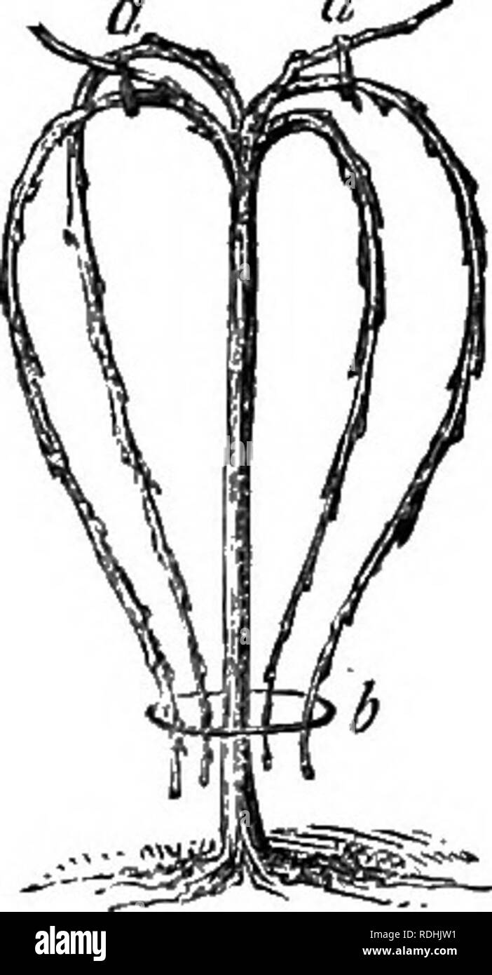 . Das Buch der Garten. Im Garten arbeiten. HAYWARD 3-MODUS OP TRAINING. Abb. 152. O." - von vier auf sechs Filialen, 3 oder 4 Fuß lang, wie diese Abbildung - Abb. 151. Im Winter - Beschneidung der Äste müssen Abb. 151. nach unten gebracht und an den Schaft mit kleinen wil - niedrige Reisig oder Garn - so, Bild fixiert. 152. Wenn sie in dieser Weise thesapwillnot Strömung in Bufli fest- ziente Menge - die Branchen Holz Äste an ihren Enden zu bilden, aber die Knospen leichter Form für blos - Soms und Obst. Den Wald schießt wird auf den oberen Seiten der umgekehrt Filialen, wo Sie t zugelassen werden, geworfen werden. Stockfoto