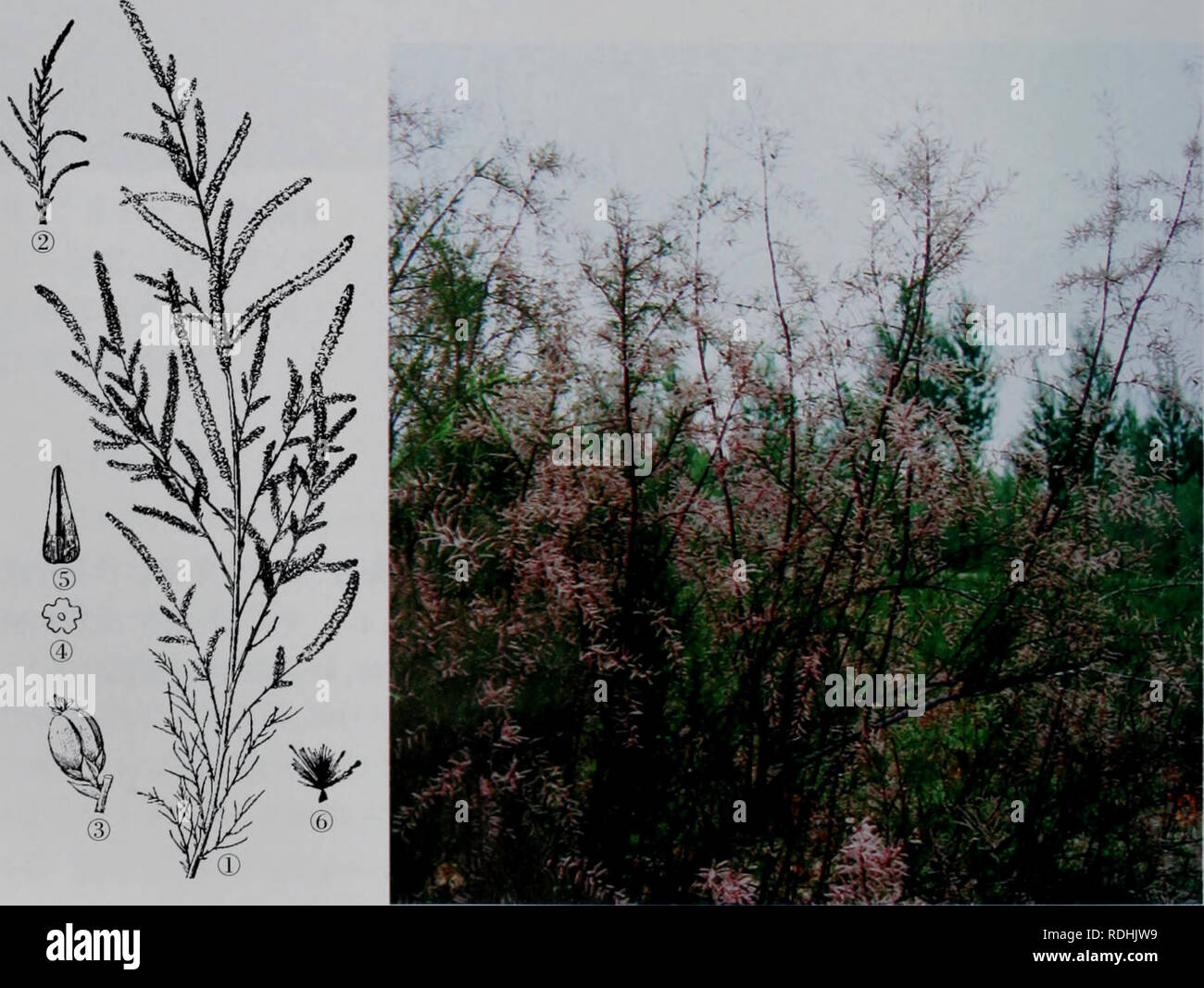 . E er Duo si Zhi wu Zhi. Botanik. Auf éå°å¤ae¯ae¤ç© å¿ çå ¤ § źï¼è ååé ¥ È ±±ae¢ ç - äºaeç - äºè ± 5 è¼ï¼è¼ç ϼae ϼåµå½¢'å° aeå¾® Éï¼è¾¹ç¼èè' ¨ ï¼é 1.5Mmï¼ çº¿¦è±ç 5 £ ¢ ï¼ååµåå½ Ï¼é¿ 1,5-2 Rnmï¼ç²çº¢ Ȳaeç" 红Ȳï¼ç "ç" Ï¼è ± å宿å-ϼè±ç 5 ϼae ¯ È È £ £ å ç" ¯ aeaeµ Çå¹ç¼ºï¼éè aeae · ± 5 ± ϼççäºè çè ϼè çé £'¶¿äºè åºaeç-é±Å ϼè±ae±3 ãè" aeé¿åé ¥¢ ϼé 彿 3-5 mm ϼçae¶ 3 è £ Ï¼ç § å - å¤ ae° ϼ顶¯ç" ç°±ãè çae ¯ ae 5-8 6-9 Aeï¼aeae aeã Èçae½ae åå çå¢'°'ae±ç © ãå çae ¤ ¤ Ľå çäºçae'°¤ ï¼å Ae²³éåae¹çè¾¹ç¼ãè § åå äºå ¨ å'°à åå' äºå Ĺå è夰å¯å'å'¨ãå Åé ·' 彦ae · å°åé ¨ Aeåçï¼aeå½ä ãé¿'åãååãè ¥¿ åç - å° Åºï¼é¿ å¯ae±¶ ãåè³å Ãä¼aeãèå ¤ ãä ¿åae ǽae ¯ ¬ § ae' ç"aeµç ²Ä¹Aeã ¨ éèaeä" ºäººé ae¿ åç®±ae 'å 线 · ¥ ä'Åaeï¼aeae¡aeé - Ï¼å ¯ ¯ ä¾ç¼ç ϼå ż¹ae § - ãç ¯ ãç¬Å-ç - ϼå" © aeå "åå® Sie Stockfoto