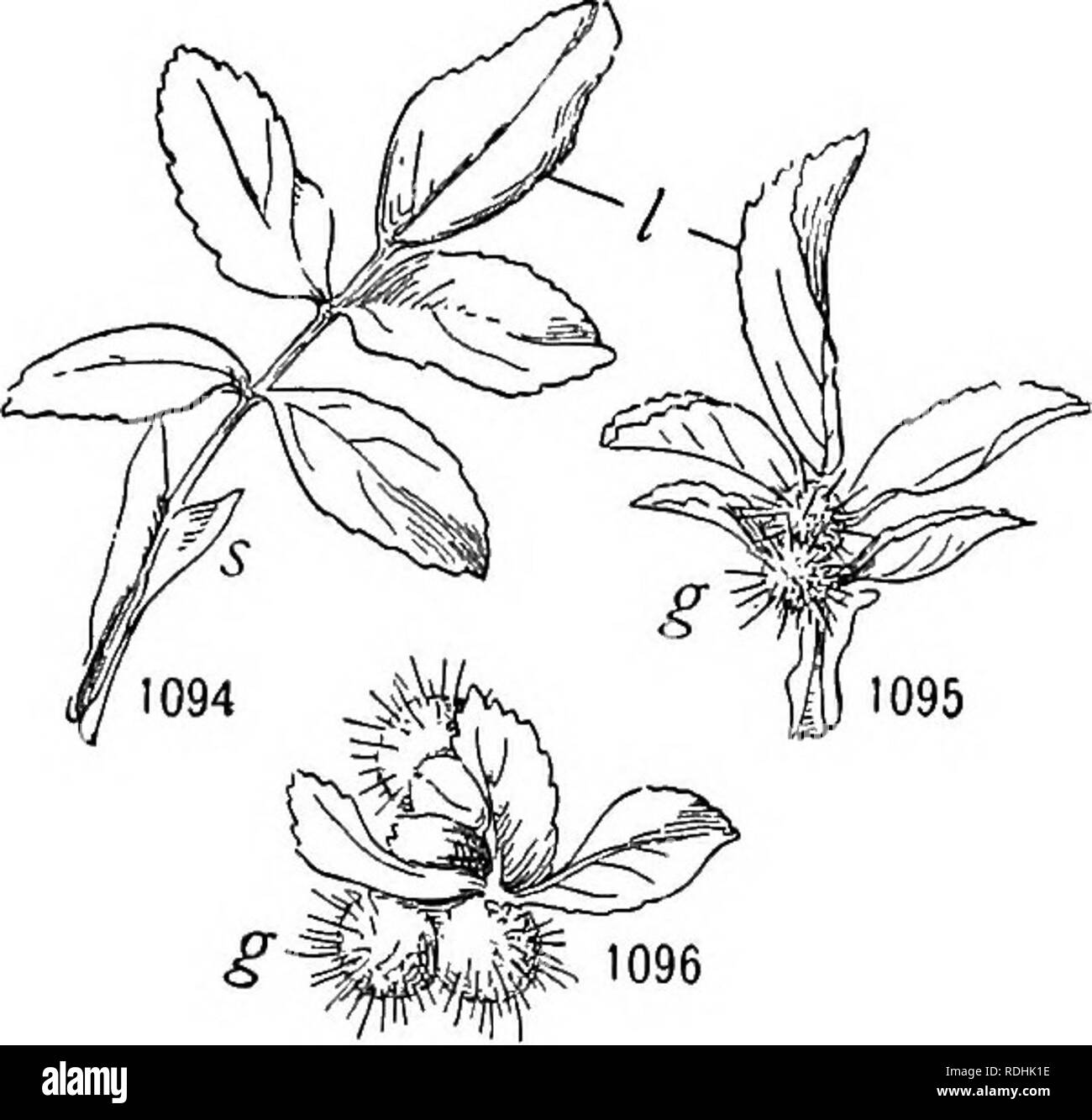 . Ein Lehrbuch der Botanik für Hochschulen und Universitäten ... Botanik. SAPROPHYTISM UND SYMBIOSE 783 Schichten, in denen Lebensmittel reichlich ansammelt, und später wird durch den Parasiten verwendet, unabhängig davon, ob Pilze oder Insekten. Eine recht komplexe Situation in der cynipid Galle {d.h. Galle gebildet, die von den Mitgliedern der Cyni-pidae, einer Gruppe von hoch spezialisierten Insekten) gefunden; hier die Larven Kammer wird durch gut definierte Essen Schichten, die manchmal Difi' in eine innere und eine äußere Schicht protein Kohlenhydrat layer crentiated, das Ganze durch eine Schicht von starren mechanischen Zellen oder der schützenden umgeben zu sein, umgeben Stockfoto