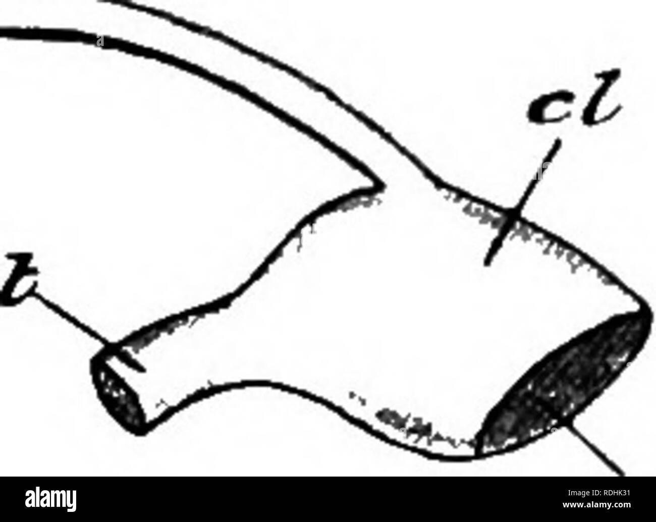 . Eine elementare praktische Zoologie. Zoologie. "^et • ffon. Bitte beachten Sie, dass diese Bilder sind von der gescannten Seite Bilder, die digital für die Lesbarkeit verbessert haben mögen - Färbung und Aussehen dieser Abbildungen können nicht perfekt dem Original ähneln. extrahiert. Parker, T. Jeffery (Thomas Jeffery), 1850-1897; Parker, William Newton, gemeinsamen Thema. London, Macmillan und Co., Limited, New York, Macmillan Company Stockfoto