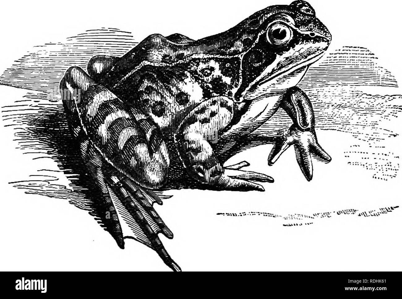. Elementare Lehrbuch der Zoologie. 338 Akkord an A. KAPITEL XXI. CHORDA TA-(Fortsetzung.) IV-Rana. Stamm Sub-Phylum Klasse Chordata (s. 402). Vertebrata (s. 405). Amphibia (s. 439). Abb. 239.- Der Grasfrosch {Sana temporaria). (Natürliche Größe.). Beachten Sie die großen Mund und Tympanon hinter dem e^e, lange Hinterbeine-Glieder mit Schwimmhäuten zwischen den Zehen und pigmentierte Haut. Rana temporaria ist die gemeinsame Britische Frosch der allseits bekannte Erscheinung. Eine sUghtly größeren Form, Rana esculenta, oder der Wasserfrosch, gemeinsame auf dem Kontinent, wird häufig für die Dissektion bevorzugt, aber die Beschreibung hier gegeben werden, reichen für die entweder Stockfoto