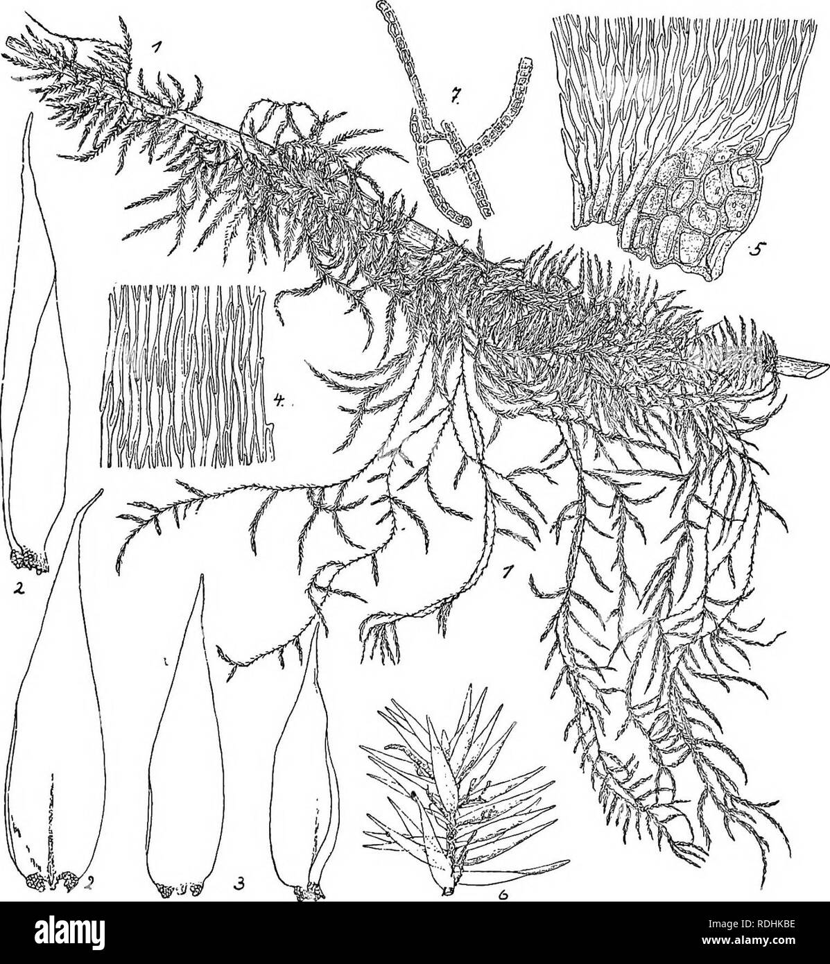 . Flore de Buitenzorg. Botanik. 1667 Braun. Vegetative Vermelirung durch stengelbiirtige, kiirzer und langer fadenformige, bis 1 mm lange, verzweigte BrutkSrper papillose, zuweilen, welctie gruppenweise zwischen den Blattern an den Astspitzen Artikel. Sporogone unbek. Mg. 266.. Sai-iella 1. Habitasbild (Nat. Grosse.). 2. Astblatter. 3. Fiederblatter '/. 4. Blattzellen ii -!. Eii Flsch. 5. Wenn Alarzellen?. 6. Astspitze mit Brutkorpern 7. Fadenformige Rindenmoos Bralkorper". West-Java: Poentjakpass Gedehgebirge bin bei dem telaga Warna an den Aesten der Straucher im feuchten Urwald. 1500 m Stockfoto