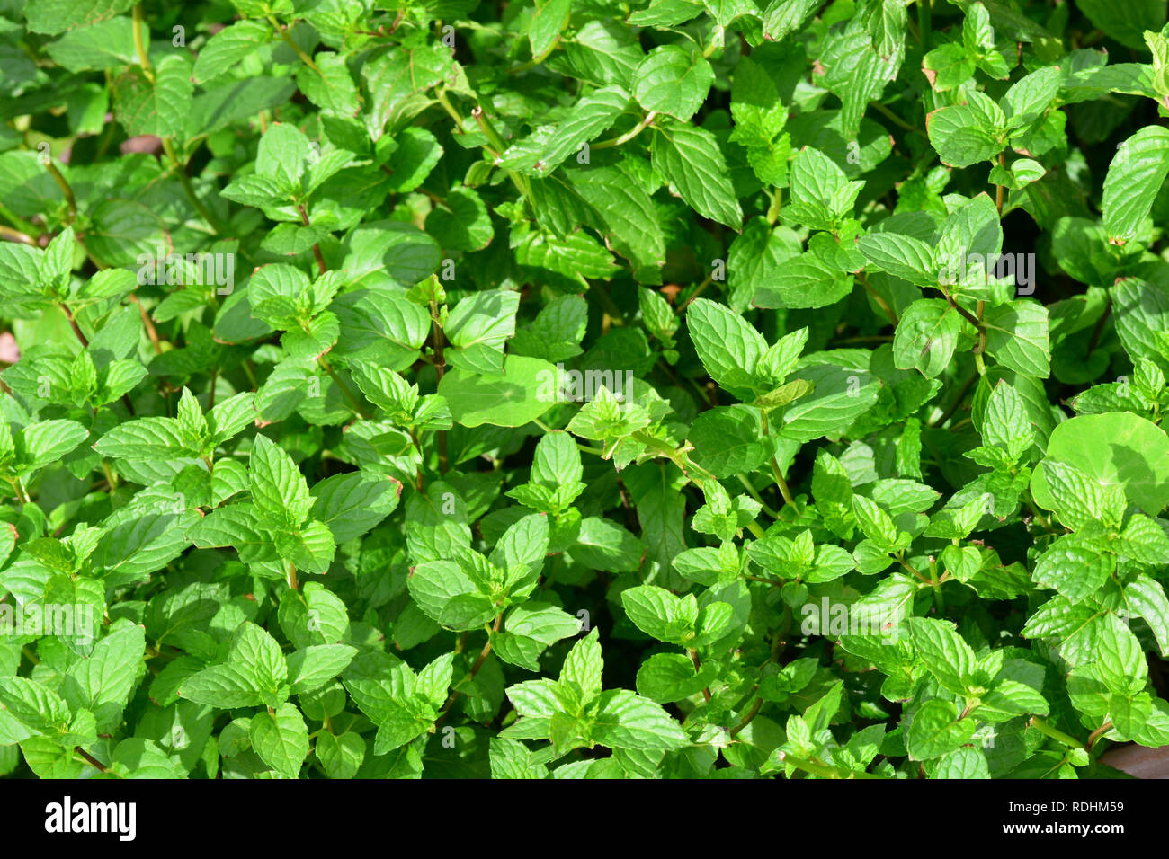 Die grüne Minze, oder Speer Minze (Mentha Spicata) (auch bekannt als Mentha viridis) ist eine Pflanzenart aus der Gattung der Minze native zu viel von Europa und Asien Stockfoto