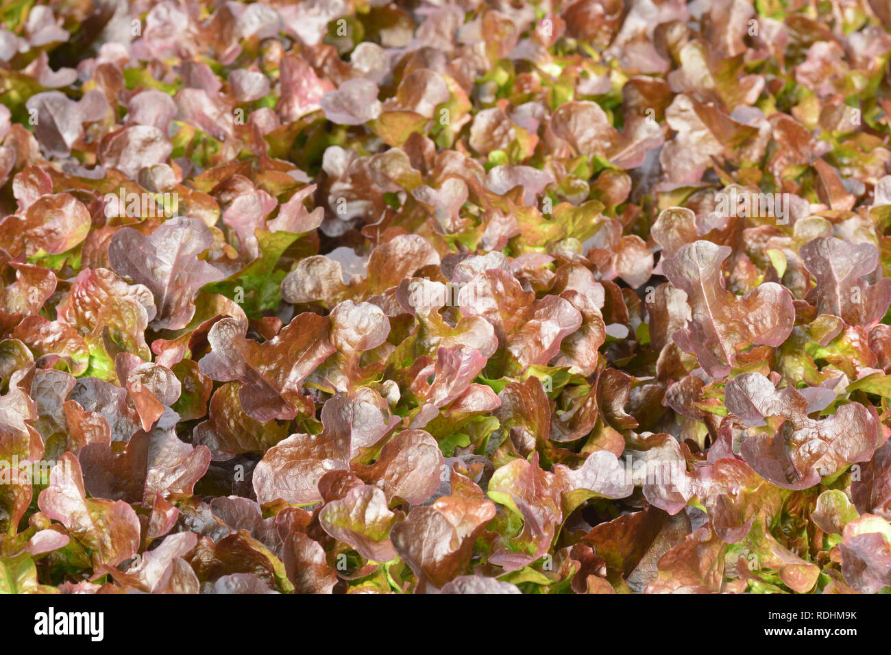 Hydrokultur Pflanzen im Gemüsegarten, Gewächshaus von HYDROPONIC. Grüne Eiche und rote Eiche Kopfsalat Blätter in Organic Farm, Pflanzen wachsen im ... Stockfoto