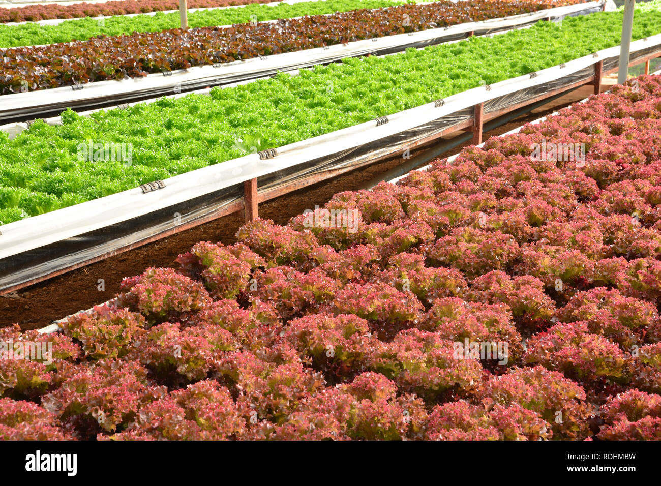 Hydrokultur Pflanzen im Gemüsegarten, Gewächshaus von HYDROPONIC. Grüne Eiche und rote Eiche Kopfsalat Blätter in Organic Farm, Pflanzen wachsen im ... Stockfoto