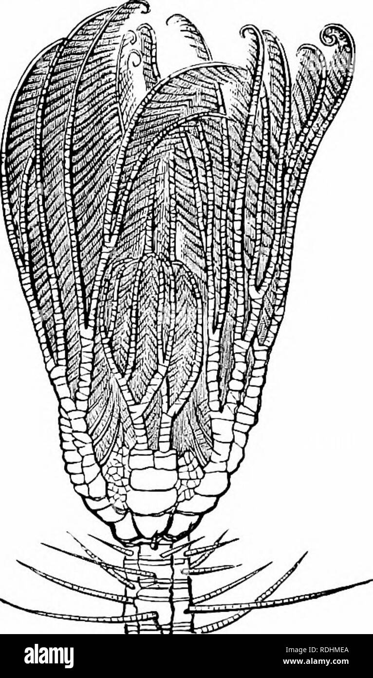 . Natürliche Geschichte der Tiere;. Zoologie. Crinoiden. 241 Schwanz. Sie sind an fast allen Küsten gefunden und sind auf einmal durch eine kleine Festplatte oder zentralen Teil, von dem aus die Strahlen sehr abrupt beginnen Unterschieden, sondern der allmähliche Übergang von der zentralen Teil in die Arme, wie in der echten Seesterne gesehen. Sie verschieben, indem sie ihre Arme, deren halten Aided wird durch ihre Wirbelsäule. Fast alle haben die Arme einfach. Abbildung 469; aber einige haben die Arme weit verzweigte, Abbildung 470. Crinoiden. Das Wort bedeutet Crinoid Lily - wie in Form, und ist mit einer großen Anzahl von Stachelhäutern aufgrund ihrer Lily - li Stockfoto