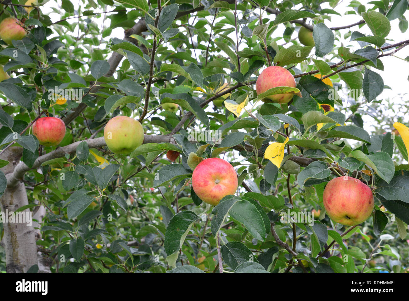 Malus Domestica Kanzi Stockfotos und bilder Kaufen Alamy
