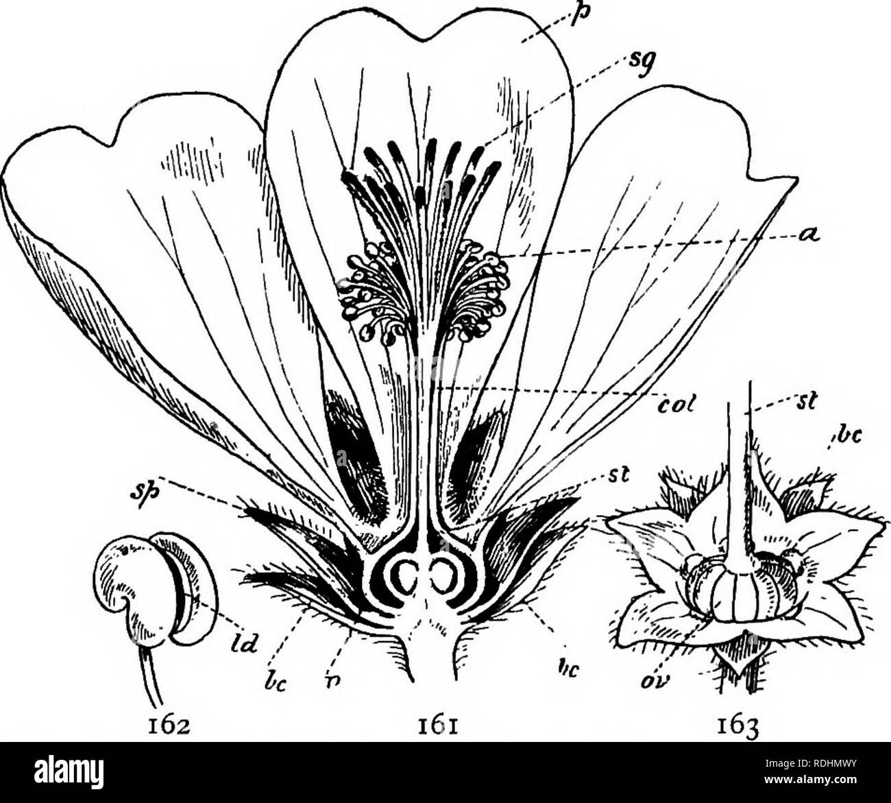 . Elementare Botanik. Botanik. MALVACE POLYPETAL ^-^ 133 vegetativen Zeichen. - Kräuter mit Haaren. Alternative Blätter vorschreiben, einfach, palmately Geäderten, Gelappt, die Margen zu überbacken. Die Blätter sind in der Knospe gefaltet. Blütenstand, axilläre Tufts. Abb. 161.-vertikalen Abschnitt der Blume ai Malva Sylvestris. Abb. 162. - Oberer Teil der staubfaden von Ditto, die dehiszenz des Pollenstäubens. Abb. 163.-Teil der Blume des dito, Kelch, epicalyx (3c), und ein Teil der Stil: die Staubgefäße und Blütenblätter werden entfernt. Auch für Beschreibung hier kompliziert. Drei Hüllblätter nahe unter der Kelch bilden eine Hülle, die Kno Stockfoto