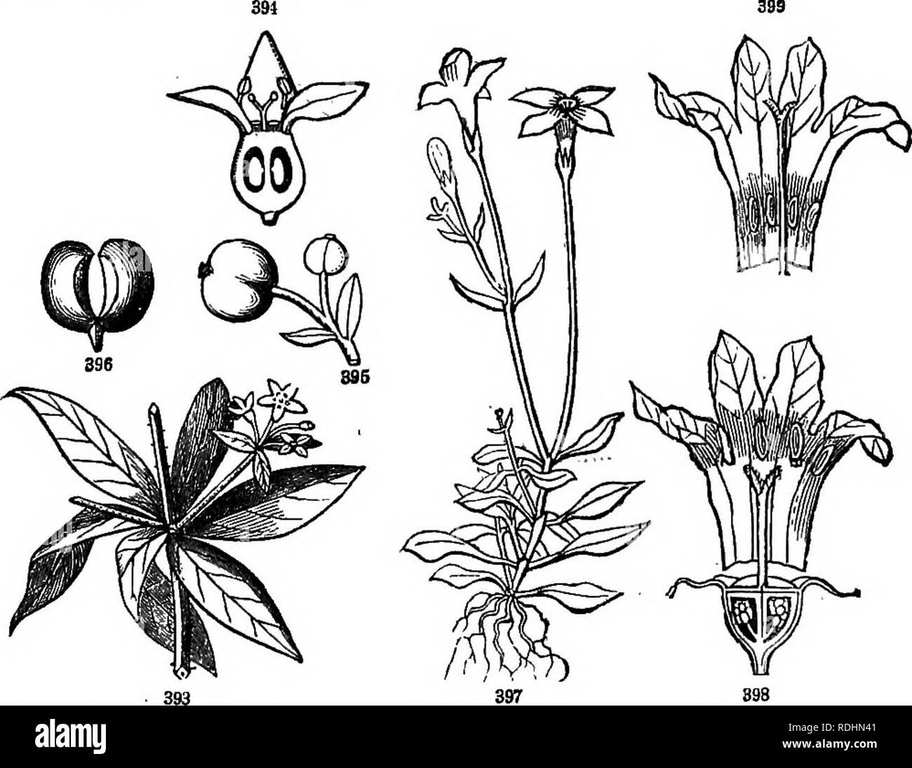 Lentago Stockfotos Und Bilder Kaufen Alamy