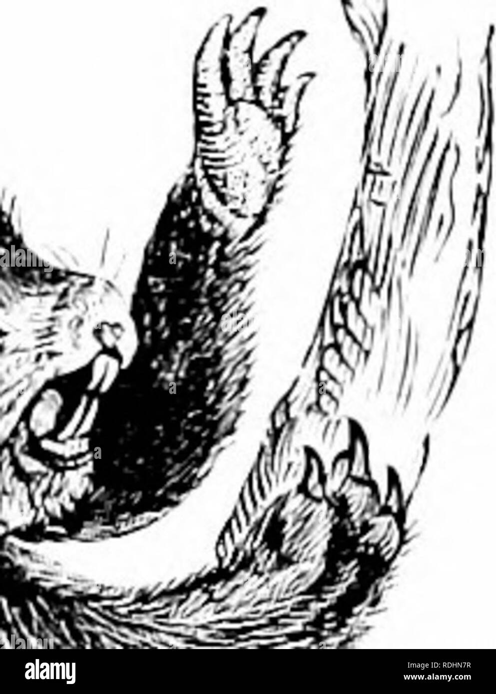 . Natürliche Geschichte der Tiere;. Zoologie. y/f^i^^ Ich 95 - American Porcupine. Hasen. Hasen sind in fast allen Ländern zu finden. In Amerika gibt es ca. 30 Arten. Sie sind ängstlich, und]: Ein "e eine Gewohnheit von Stanz-ten die Hinterpfoten wenn alarmiert. Die gemeinsame Hase, oder White Rabbit, ca. 20 cm lang, ist braun im Sommer, und weiß im Winter. Es li'es im Sumpfgelände, selten in Bohrungen, wenn verfolgt, sondern hängt für die Sicherheit auf seinem. Bitte beachten Sie, dass diese Bilder aus gescannten Seite Bilder, die digital für die Lesbarkeit verbessert haben mögen - Färbung und Aussehen o extrahiert werden Stockfoto