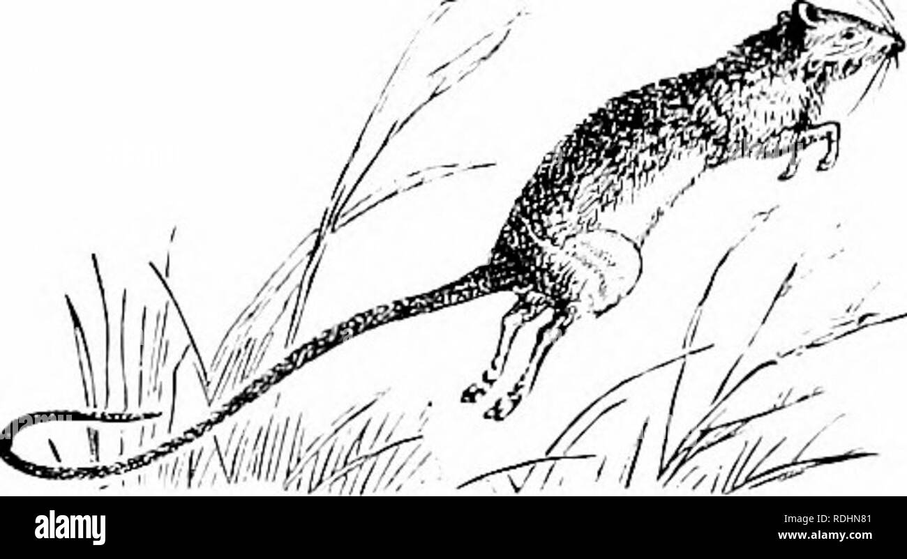 . Natürliche Geschichte der Tiere;. Zoologie. Nagetiere. d-J-Maus, die Weiße-footed Maus, die Maus und das springende Maus, andere sind Arten, die in den Vereinigten Staaten gefunden werden, die aber nicht hier für Zimmer beschrieben werden. Für weitere Beschreibung, der seeTenncy Handbuch der Zoologie. Die springende Maus ist aber auch interessant zu unterlassen. Es ist über einen großen Teil von Nordamerika gefunden, und ist ca. 3 cm lang auf den Schwanz, der in einigen Fällen, sogar 6 cm in der Länge. Seine Farbe ist vellowish - Braun, mit gesäumt. Abb. 94. - Amerikanische | jmping Maus. Schwarz, die unteren Teile whi Stockfoto