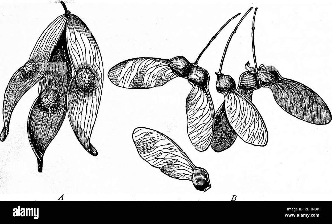 . Umrisse des pflanzlichen Lebens: mit besonderem Bezug auf Form und Funktion. Botanik. DISTRIBUriON von SPOREN UND SAMEN. 281 fast horizontal, wenn der Same fällt. Diese Früchte oder Samen Waschbecken von 2 bis 30 mal so langsam wie der Körper ohne den Flügel. Manchmal besondere Schwimmer werden zu diesem Zweck verwendet. Abb. -243.^ Früchte mit Flügeln. A, Früchte der ailanthus Baum (A.g: la.ndulosus eacli Fruchtblatt mit dbuble Flügel. B, Früchte eines Ahorn Baum, jede Kapsel mit einem Flügel. Natürliche Größe. - Nach Kerner. wie Löwenzahn und Thistle (Abb. 244). Haare verschiedenster Herkunft sind in solcher Zahl produziert Stockfoto