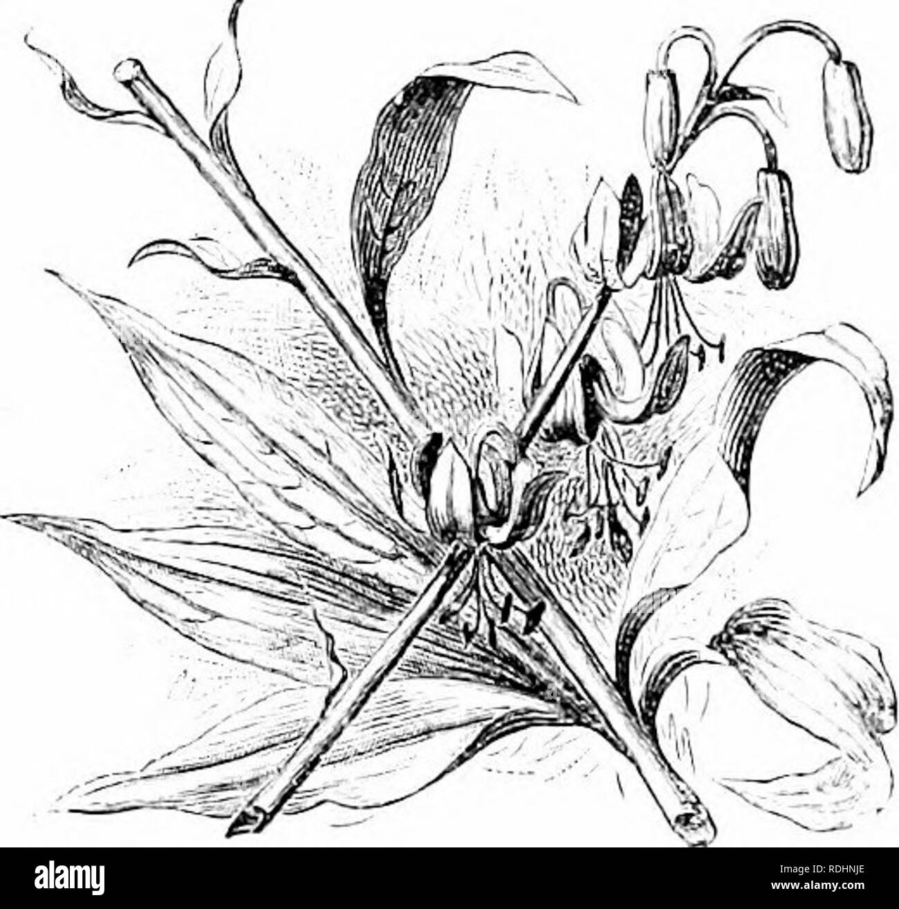 . Vertraute Garten Blumen. Blumen, Pflanzen, Zierpflanzen ; Blumenkultur. U 8 CARDEX FAMILIAII FTjnrER.' Ich diese beiden bezaubernden Pflanzen sind von etwa gleichem Wert für dekorative Zwecke. Die Calla ist umso leichter zu zwingen. Der japanische Koch und die Glühlampen der Lilien essen, denen der Gemeinsamen weiß sehr geschätzt wird, wenn mit weißer Soße serviert. Geschmack unterscheiden, wie Gefühle tun; uns das Essen von Lily Glühlampen scheint so dumm ein Verfahren wie das Essen von Nachtigall ^s Zungen oder die Perlen in Essig Sauce für eine hammelkeule zu machen. An die Stelle der Lilie in der Literatur würde Stockfoto