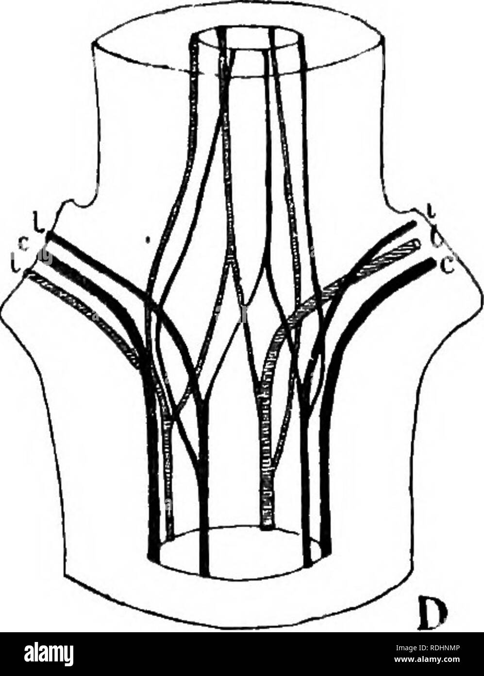 . Elemente der Pflanzenbiologie. Pflanzenphysiologie. Abb. 52. âStructure des primären stammen. Ein Diagramm der Querschnitt von Stammzellen, die Leitbündel in einem Zylinder angeordnet; X, Xylem; px., protoxylem; P, Phloem. B, mit einem einzelnen Bündel im Querschnitt; Kor., Cortex; Ende, endodermis; Pro., faserige gegenüber pericycle (Bündel). C, Schaltplan des Segments von Stammzellen schräg von oben gesehen. Der Cortex und Konjunktiv Gewebe der Zylinder sollen transparent sein, die Epidermis und endodermis undurchsichtig. D, Diagramm der Kurs des Blattes trace und Bundles Stammzellen an einen Knoten mit zwei gegenüberliegenden Blätter ich Stockfoto