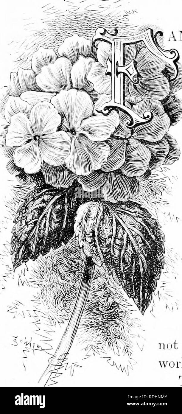 . Vertraute Garten Blumen. Blumen, Pflanzen, Zierpflanzen ; Blumenkultur. HYDEANGEA.. "AAITLIARITY wird gesagt, Verachtung zu züchten, aber das ist searcf' ly wahr. Es ist aber sicherlich richtig, dass ich 'amiliarity Rassen Gleichgültigkeit, und das Thema vor uns bietet ein Illustra- tion. Es gibt keine wirklich gründlich vertraut Garten Tlower mehr geschätzt als die Hortensie, und es ist nicht eine, die ist so schlecht commoidy vom Amateur cul-tivators. Sie wachsen gut ist wie Zauberei - die meisten einfach und simijle Wenn Sie kn (^w, wie Sie es tun, aber eine große diffi culty - wenn Unwissenheit, das ist liliss, liegt in der Art und Weise o Stockfoto