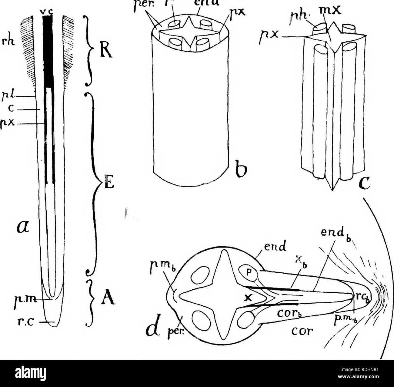 . Elemente der Pflanzenbiologie. Pflanzenphysiologie. Struktur 291 in die Streckenden Region, die aktiv in der Länge durch die Bildung und die Erweiterung der Vakuole und Ler;&amp; Ende Abb. 47.-Diagramme zur Veranschaulichung der Struktur der Wurzel, eine, im Längsschnitt. A, apikale Region; E, streckenden Region; R, root-haar Region; r.c. root Gap; Uhr, primäre Meristem; w.c, Gefäß-Zylinder;^; t;., protoxylem; c, Cortex; ^.?., piliferouslayer; r, Toot Haare, b, Teil der vaskulären Zylinder (der Konjunktiv Gewebe ot des Zylinders soll transparent sein, die endodermis undurchsichtig), C, die gleichen Stockfoto