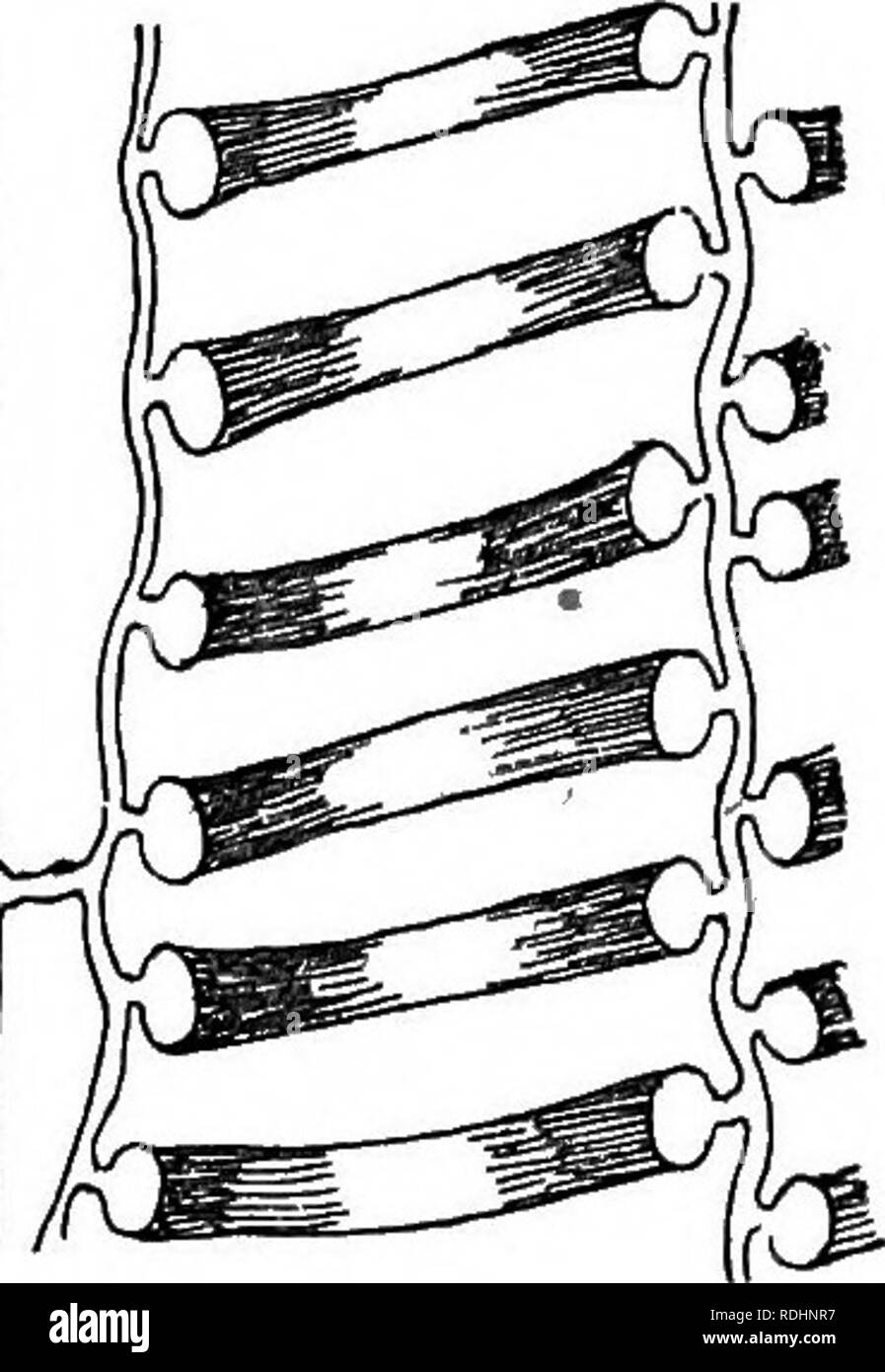 . Elemente der Pflanzenbiologie. Pflanzenphysiologie. 282 GEWEBE ELEMENTE DER SAMEN PFLANZEN diese beiden Typen in Gewebe, das stilV streckenden gebildet werden, und die Dehnung der dünne wa^l trennt den Windungen der Spirale oder der annuli, so kann der Fall sein (Abb.15). 45, B-G). (C) Narbig tracheiden haben allgemeine Verdickung der Zellwand, aber mit zahlreichen Gruben oft so nahe beieinander (Bild gesetzt. 45, J), die nur die Rippen der Verdickung zwischen Ihnen gebildet werden. Die Gruben sind in der Regel begrenzt, oft mit stark überhängenden Wänden (Abb. 45,1). Wenn die Gruben sind länglich und horizontaler Richtung, wie gesehen Stockfoto