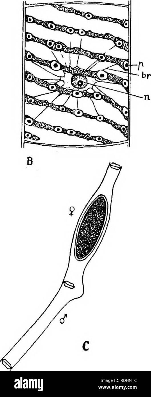 Elemente Der Pflanzenbiologie Pflanzenphysiologie Abb 31 Spirogyra A Einer Kompletten Zelle Mit Teilen Von Zwei Benachbarten