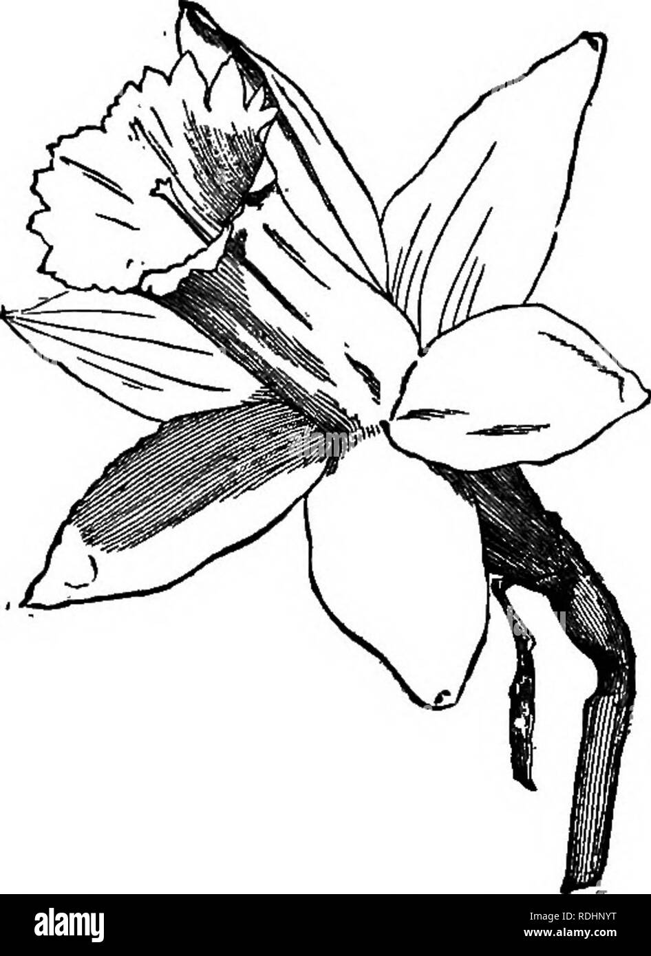 . Pflanzenwelt; seine Vergangenheit, Gegenwart & Amp; Zukunft; einer Einl. für das Studium der Botanik. Botanik. CHAP. Iv.] REPRODUKTION VON PFLANZEN. 131 gröbsten Versuche in Richtung mutualism, wie sie oben definiert ist, und weiters, wenn eine sorgfältige Prüfung jener Mitglieder, die die höchste bekannte Stufe der Vollkommenheit in dieser Hinsicht erreicht haben, zeigt die Anwesenheit von degene- Organe und -Teile, klar beweisen, dass solche haben. Abb. 37. Narzisse {Narcissus pseudo-Narcissus). Eine regelmäßige oder sym- trische ilower in drei Kelchblättern bilden den äußeren Wirtel oder Kelch; drei Blütenblätter bilden den zweiten Quirl oder Corolla, mit Stockfoto