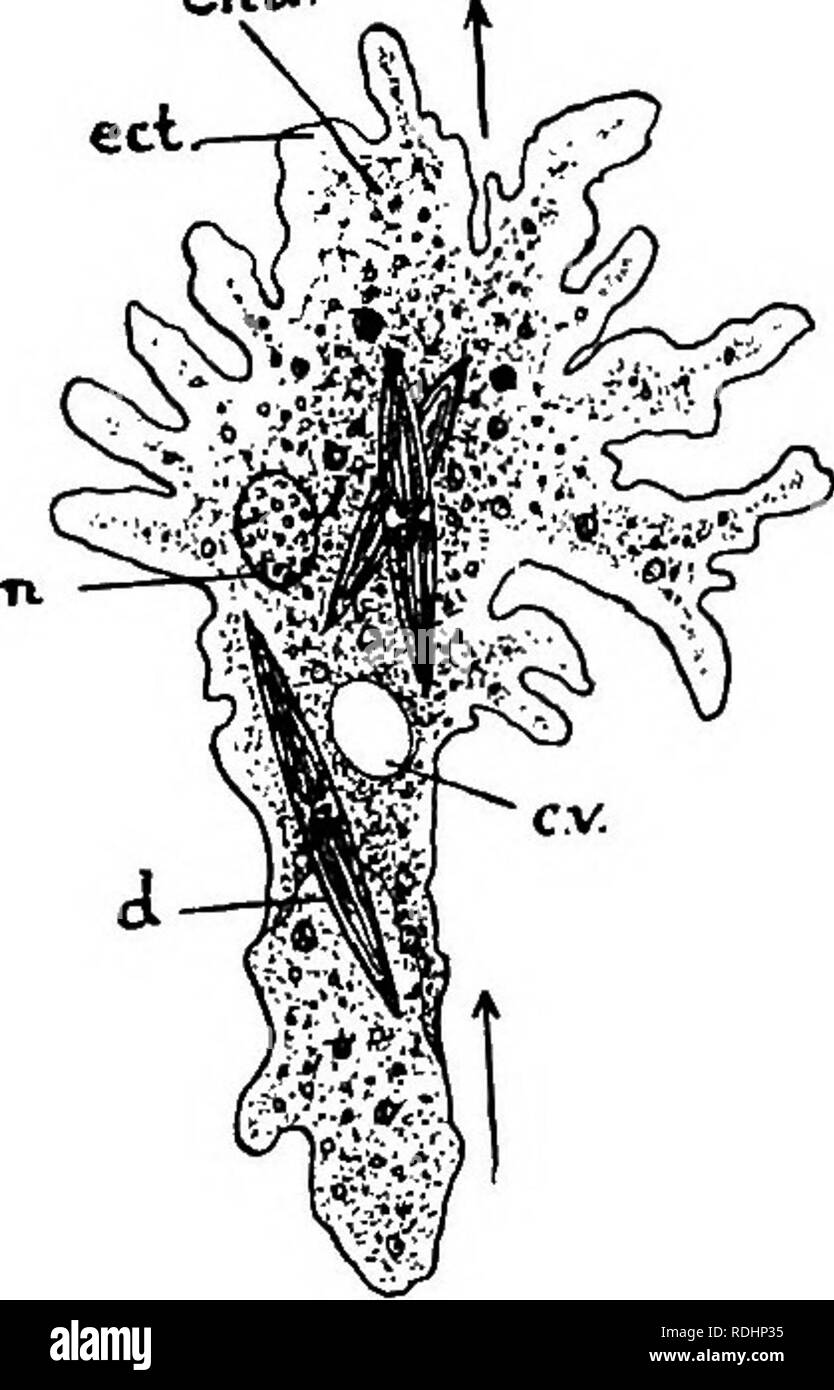 . Elemente der Pflanzenbiologie. Pflanzenphysiologie. AMCEBA 65 Geltungsbereich, der Rest des protoplasma ist mit Granulat sichtbar unter dem Mikroskop und sehr variabel in Größe und Art gefüllt. In der Ektoplasma, aber prall in die endoplasm, ist ein sphärischer Raum mit flüssigem gelegen, und rief die kontraktile Vakuole, weil es B kann ANI-. Bitte beachten Sie, dass diese Bilder sind von der gescannten Seite Bilder, die digital für die Lesbarkeit verbessert haben mögen - Färbung und Aussehen dieser Abbildungen können nicht perfekt dem Original ähneln. extrahiert. Tansley, Arthur George, 1871 -. London, Stockfoto