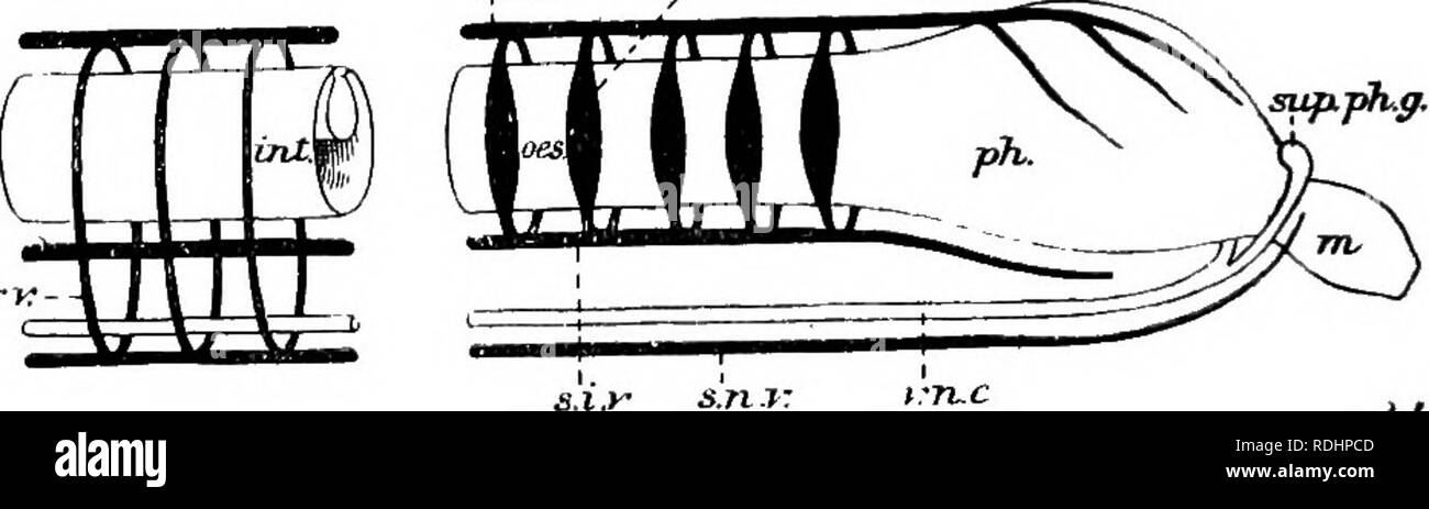 . Ein Handbuch der elementaren Zoologie. Zoologie. 566 ANHANG b nach. In der Wurm, beachten Sie die folgenden Strukturen durch Entfernung der Speiseröhre ausgesetzt: suprapharyngeal Ganglien, circumpharyngeal subpharyngeal commissures, Ganglia, ventralen Nervenstrang; spermathecse, vesiculae seminales, Eierstöcke; nephridia (Abbn. 139, 146). Ein weiterer Wurm unter normalen Salz Lösung öffnen, Loa. Entfernen einer nephridium mit dem Teil des Septum vor, an dem er angebracht ist, es in Salzlösung Berg, und es unter dem Mikroskop untersuchen. Hinweis: nephrostome (Abb. 141); verschiedene Teile von Rohr mit Kapillaren (Abb. 1. Stockfoto