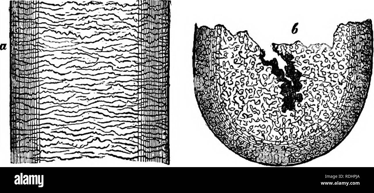 . Die Abende im Mikroskop: oder, Forschungen unter den minuter Organe und Formen des tierischen Lebens. Zoologie; Mikroskopie; Mikroskope. HAIES, Federn und Schuppen. 5 (2) eine faserige Substanz, die von der Lampe an der Stelle, an der der Haare. Durch Einweichen das Haar in heißer Schwefelsäure, das faserige Stoff selbst in eine immense Anzahl von sehr langen Zellen löst, wies an jedem Ende, und durch gegenseitige Druck in verschiedenen kantigen Formen gepresst. "Ein menschliches Haar, der ein Zehntel einer Zeile in Dicke, * hat ungefähr 250 Fibrillen in seiner blossen Durchmesser und etwa 50.000 in seinem ganzen Kaliber:, so dass diese Stockfoto