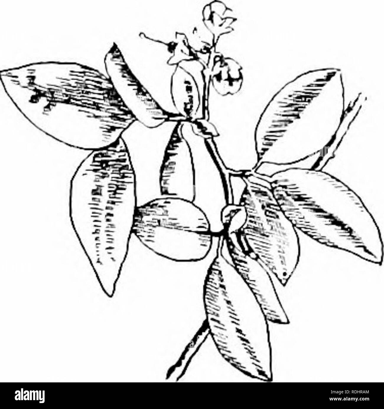 . Unsere nördlichen Sträucher und wie man sie identifizieren: ein Handbuch für den Naturliebhaber. Sträucher. HUCKLEBERRY FAMILIE Vacciniumpcnnsylvanicum ist ein Zwerg, zerzausten Busch, Klettern auf felsigen Höhen oder Teppichboden trockenen, sandigen Plätzen. Im Winter seine große, schuppige, blütenknospen sind leicht von den Blattknospen unterschieden. Die Blüten erscheinen ein wenig, bevor die Blätter und sind Hy groß, Hellblau, köstliche Beeren, reife Hy die letzten Juni oder Anfang Juli. Die unreifen Trauben drängen an die Spitzen der Zweige bilden einen bezaubernden Kombination aus Grün, Rosa, pur-ple und Blau. Die Stockfoto