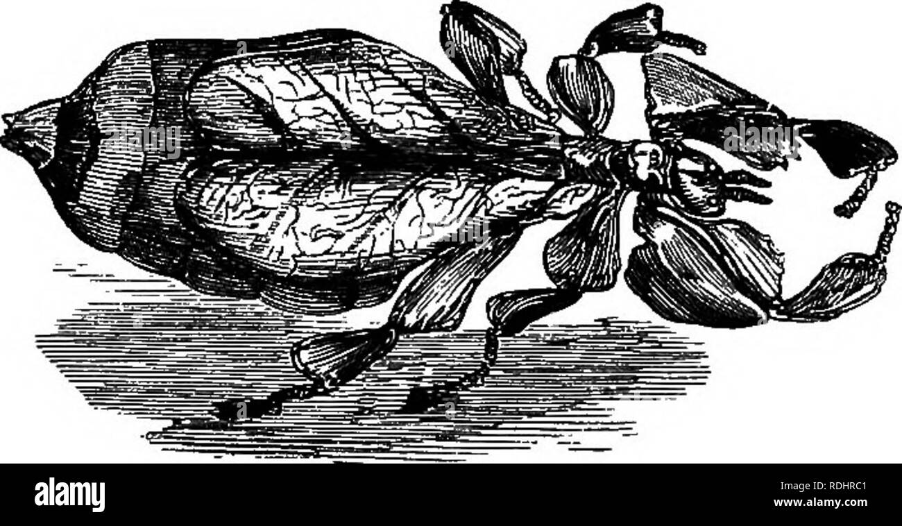 . Ein Rundgang durch meinen Garten. Natural History. Schreiben XXXIII. MANTIS - die Orchidee - die Galle Insekt - COCHENILLE - WERT DER SCAHLET * Wir ein Insekt, - für die wir ein kleines Paket der getrockneten Blätter nahm gesehen haben; es ist das Mantis, oder das Blatt Insekt, das ähnelt einem Zweig mit zwei grünen Blättern. Es ist eine kleine Pflanze, die sich im Gras bis zu einer Höhe von fünf oder sechs Zoll Federn; seine Stengel wird durch eine Lila Blume überwunden. Aber was Insekt ist, dass mit den Kopf in den nektarium der Blume begraben und zu schlemmen, mit solcher Beharrlichkeit, dass es ziemlich unbeweglich ist? Keine Angst vor. Stockfoto
