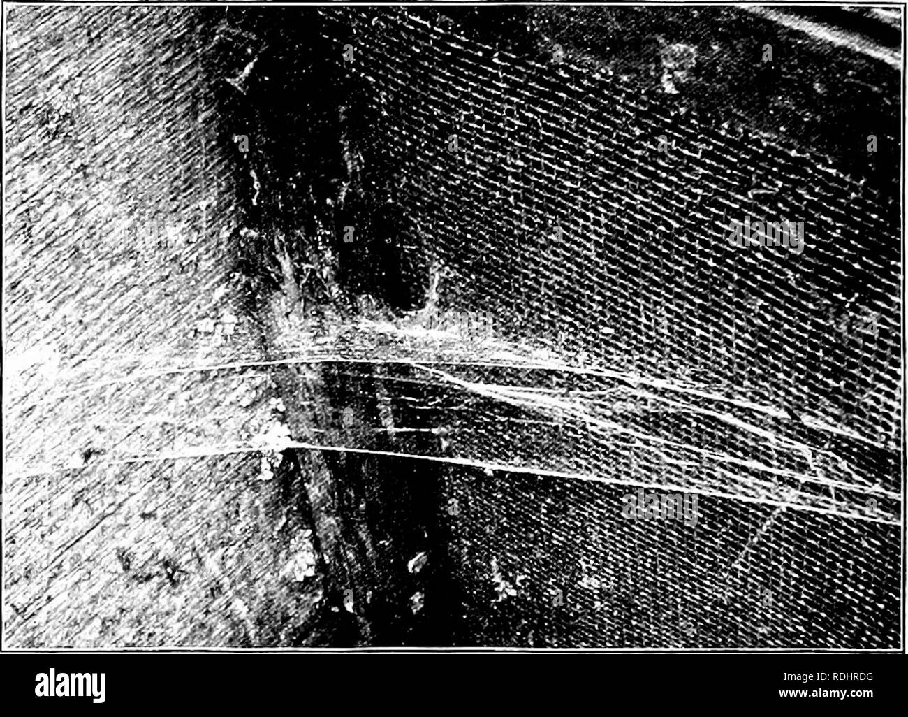 . Elemente der Zoologie, der Feld- und Laborstudie der Tiere zu begleiten. Zoologie. 106 Zoologie Nächste wir bestimmte Spinnen, die unregelmässige Web-Sites erstellen. Wie sind die line-Weber. Zu dieser Gruppe gehören die Gemeinsame cobweli Spinnen unserer Keller- und Wirtschaftsgebäuden. Das Netz besteht aus einer feinen unregelmäßigen Gitter ynth Stränge oben und unten in verschiedenen Richtungen. Die Spinne steht unter dem Hauptteil. Abb. 108.-Web aus einem Rohr - weaver Tegenaria suchen; auf der Website, die sich in einer Ecke zwischen zwei senkrechten Wänden ist. Das Rohr wird in den Winkel. Foto.l5y W. H. C. S. des Web, zurück hängenden d Stockfoto