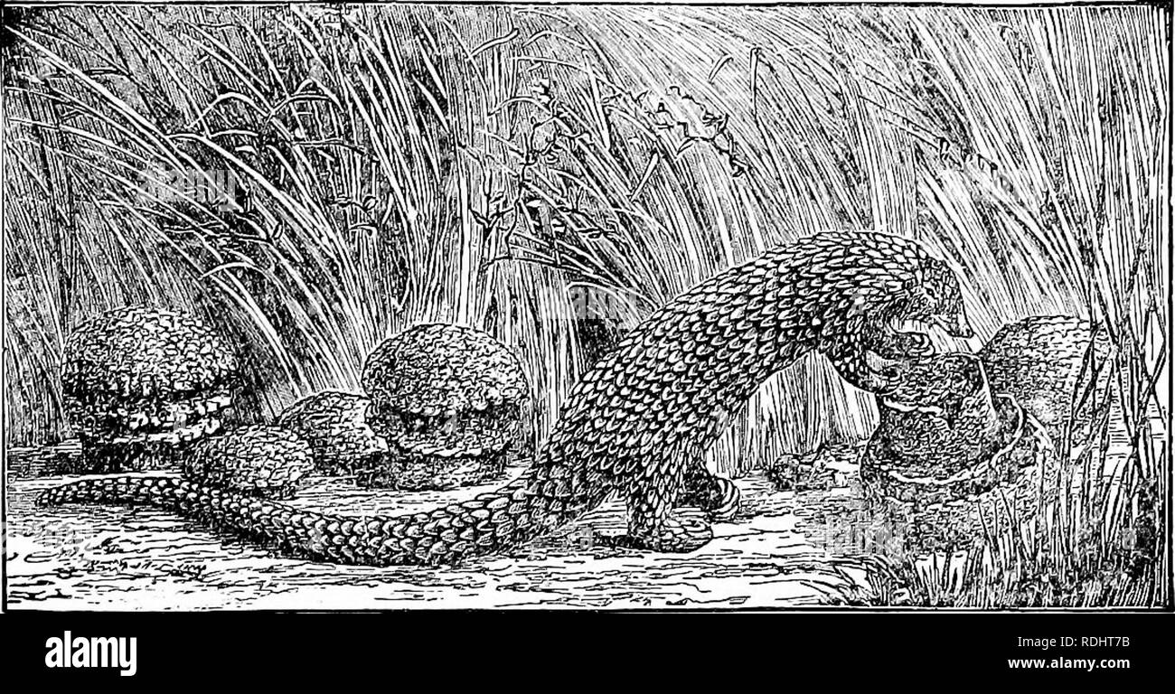 . Ein Handbuch der Zoologie. Zoologie. Iv. VERTEBRATA: MAMMALIA, EDENTATA 563 Beuteltier Knochen und Flektierte Winkel des Kiefers. Das Gebiss, auf der anderen Seite, hat eine progressive, unterschiedliche Entwicklung durchgemacht, so dass die Unterschiede viel stärker ausgeprägt sind als in der beuteltiere und somit von Bedeutung für die Unterscheidung der Aufträge. Um I. Edentata. Ein paar Familien, arm an Arten, als Edentata weil Zähne fehlen oder sind, sind in der Regel deutlich mehr degenerieren. Persistente funktionalen cisors fehlen, Eckzähne, aber selten auftreten {Bradypus); Molaren vorhanden sein können, manchmal in großen Stockfoto