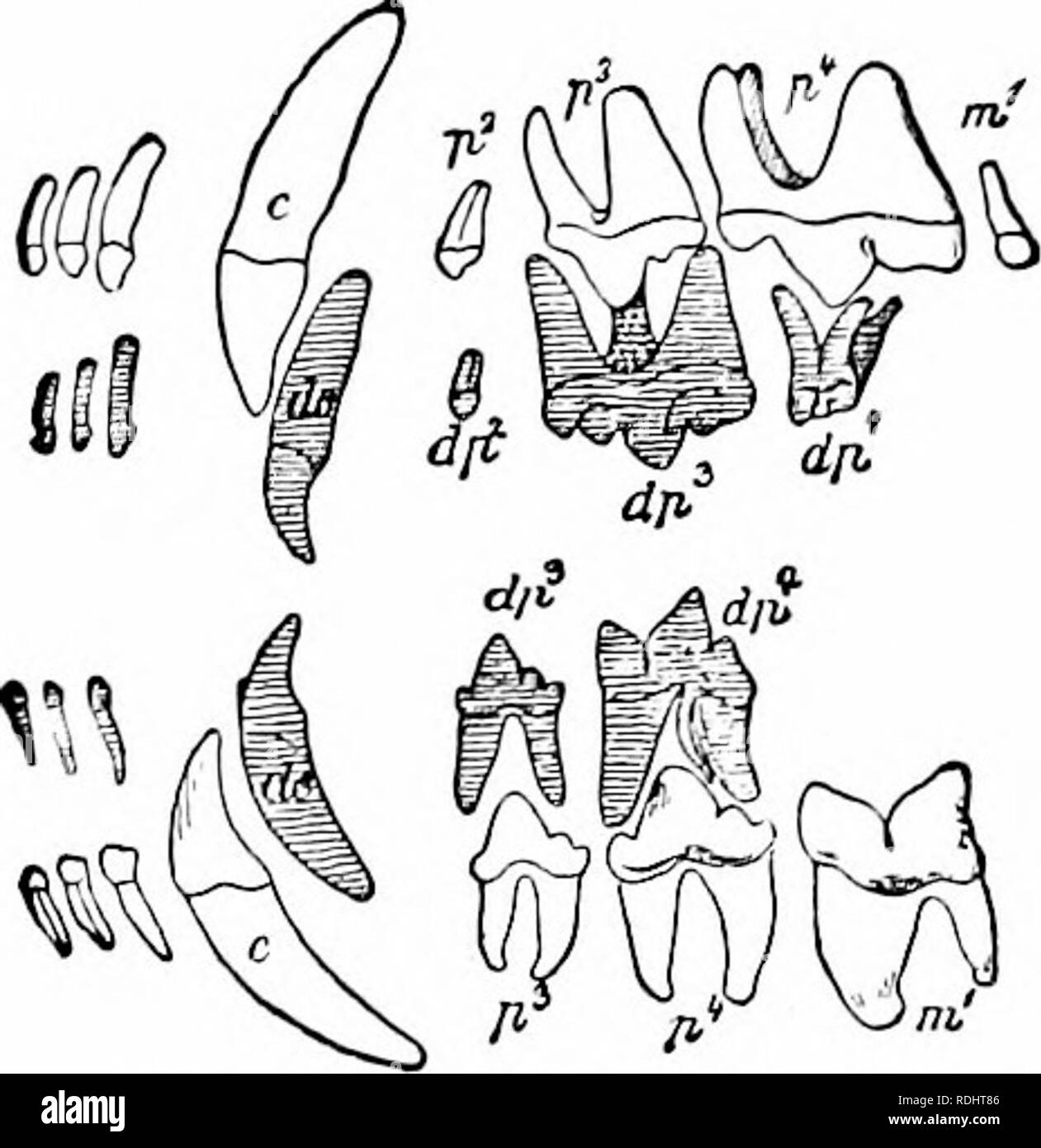 . Ein Handbuch der Zoologie. Zoologie. Iv. VERTEBRATA: MAMMALIA 553 im Kiefer und in den Fällen, in denen ein kontinuierliches Wachstum ist notwendig, um die Zellstoff bestehen bleibt und der Zähne (schneidezähne von Nagetieren, stoßzähne von Elefanten und Schweine) wachsen auf unbestimmte Zeit. (3) In Folge ihrer größeren Härte der Zähne sind nicht so schnell und nicht einen schnellen Austausch erfordern. Es tritt bei den meisten nur eine Änderung, in dem das gebiss vorhanden bei der Geburt oder kurz danach entwickelt - die Milch oder lacteal, gebiss oder, besser, erste Gebiss - wird durch die Sekunde oder permanente Gebiss (diphyodont Säugetiere) ersetzt. In einigen Fällen {Mo Stockfoto