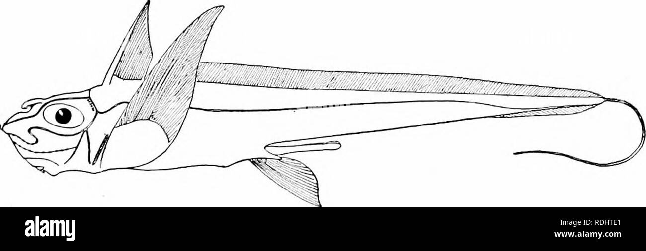 . Ein Handbuch der Zoologie. Zoologie. Iv. VERTEBRATA: Fische, GANOIDEI. .507 Die vorstehenden sind asterospondylous. Der Hund - Fische {Acanthias vulgaris *Abb. SSS) a-re cyclospondylous; Wirbelsäule vor jeder Rückenflosse. Sub um III. RALfE, Schlittschuhe; Körper horizontal abgeflacht (Abb. 556); die Brustflossen, auch abgeflacht, auf Seiten der Leib vereint, die Union in der Regel die Verlängerung an der Spitze der Schnauze, und häufig baclc zum Becken, die dem Körper eine Rhombische Aussehen von oben. Die Tiere schwimmen durch wellenförmige Bewegungen dieser Flossen. Die Union der Flossen an der Seite hat dazu geführt, die Übertragung der Gill Schlitze zu Stockfoto