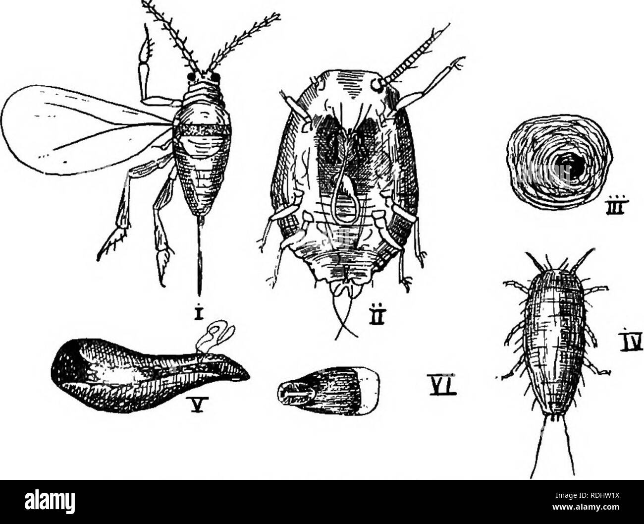 . Ein text-Buch für landwirtschaftliche Zoologie. Zoologie, Wirtschaftliche. Maßstab Insekten. 243 mit einer Menge von Mehligen Pulver und Wolle. Im Winter die meisten unserer outdoor Skalen sind im Ei Zustand; die Eizellen sind kleinste Staub - wie Körper unter eine schwammige Masse unter der Skala gefunden. In warmen und tropischen Klimazonen Skalen Rasse das ganze Jahr über, so dass Sie in Gewächshäusern tun in diesem Land. Die jungen Skala Insekten aktiv sind Sechsbeinige larvse (iv), die auf eine Zeit wandern und dann absetzen lassen und bilden eine kleine, schrittweise Erhöhung in der Größe. Wenn diese Larven sein wird. Fio. 124.- Männlich sah Jos £ Stockfoto