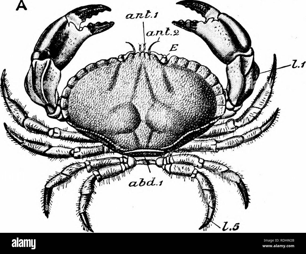 . Ein Handbuch der Zoologie. 230 Handbuch der Zoologie. a. Tvt. Ich rnazp. Bitte beachten Sie, dass diese Bilder sind von der gescannten Seite Bilder, die digital für die Lesbarkeit verbessert haben mögen - Färbung und Aussehen dieser Abbildungen können nicht perfekt dem Original ähneln. extrahiert. Parker, T. Jeffery (Thomas Jeffery), 1850-1897; Haswell, William A. (William Aitcheson), 1854-1925. New York, der Macmillan Company; London, Macmillan &Amp; Co., Ltd. Stockfoto