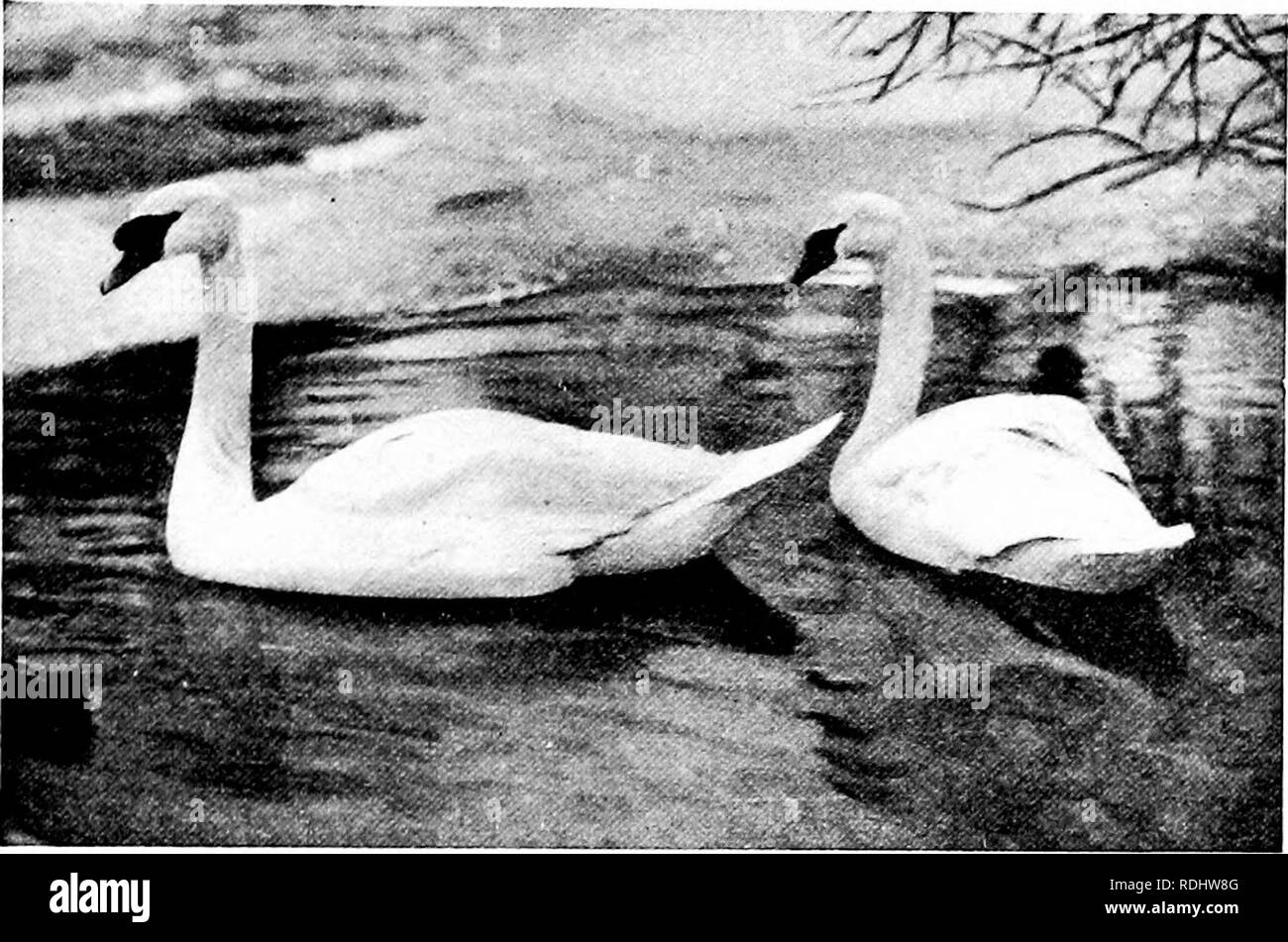 . Beliebte amtliche Führer zu den New York Zoological Park. New York Zoological Park. NEW YORK Zoological Park. 133. Stumm und Trompeter Schwäne. Abschnitt II - Vögel. Die Gans Vogelhaus, Nr. 3. Es gibt keine Vögel mehr freundlicherweise zur Gefangenschaft, oder besser die Rückzahlung ihrer halten und ihre Pfleger, als die Enten, Gänse, Schwäne und Pelikane. Der einzige Nachteil für die Wartung von großen Sammlungen dieser Vögel in dieser Breite ist der jährliche Kampf um unsere arktischen Winter. Durch die heftigen Winterstürme, an denen wir Tribut zahlen, viele Arten von Vögel benötigen aus getroffen werden, Stockfoto