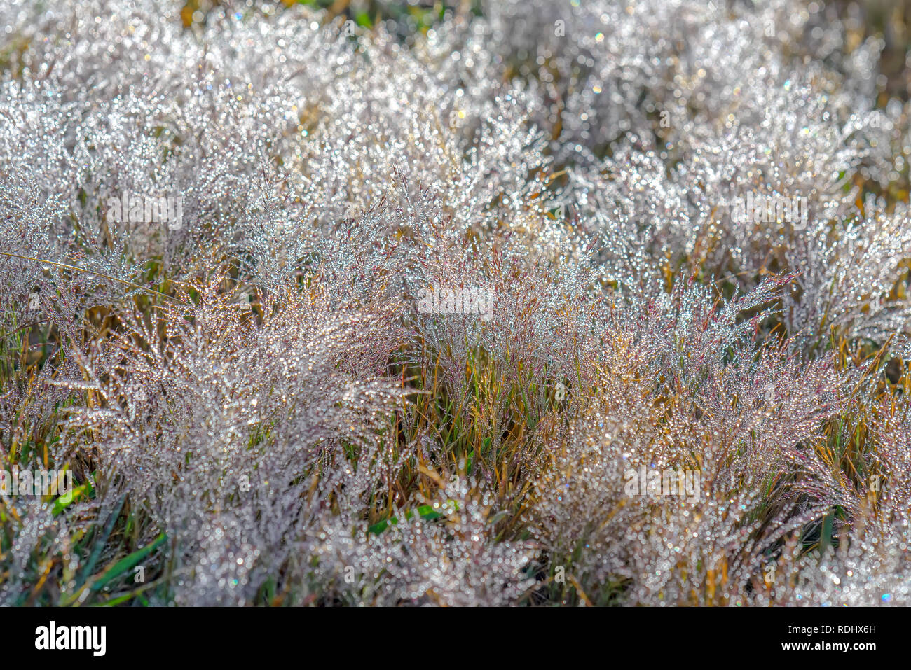 In der Nähe von Rosa Gras am Morgen, wenn der Tau auf dem Gras Samen der Schnee in der Sonne funkeln zu erstellen ist wunderschön Stockfoto