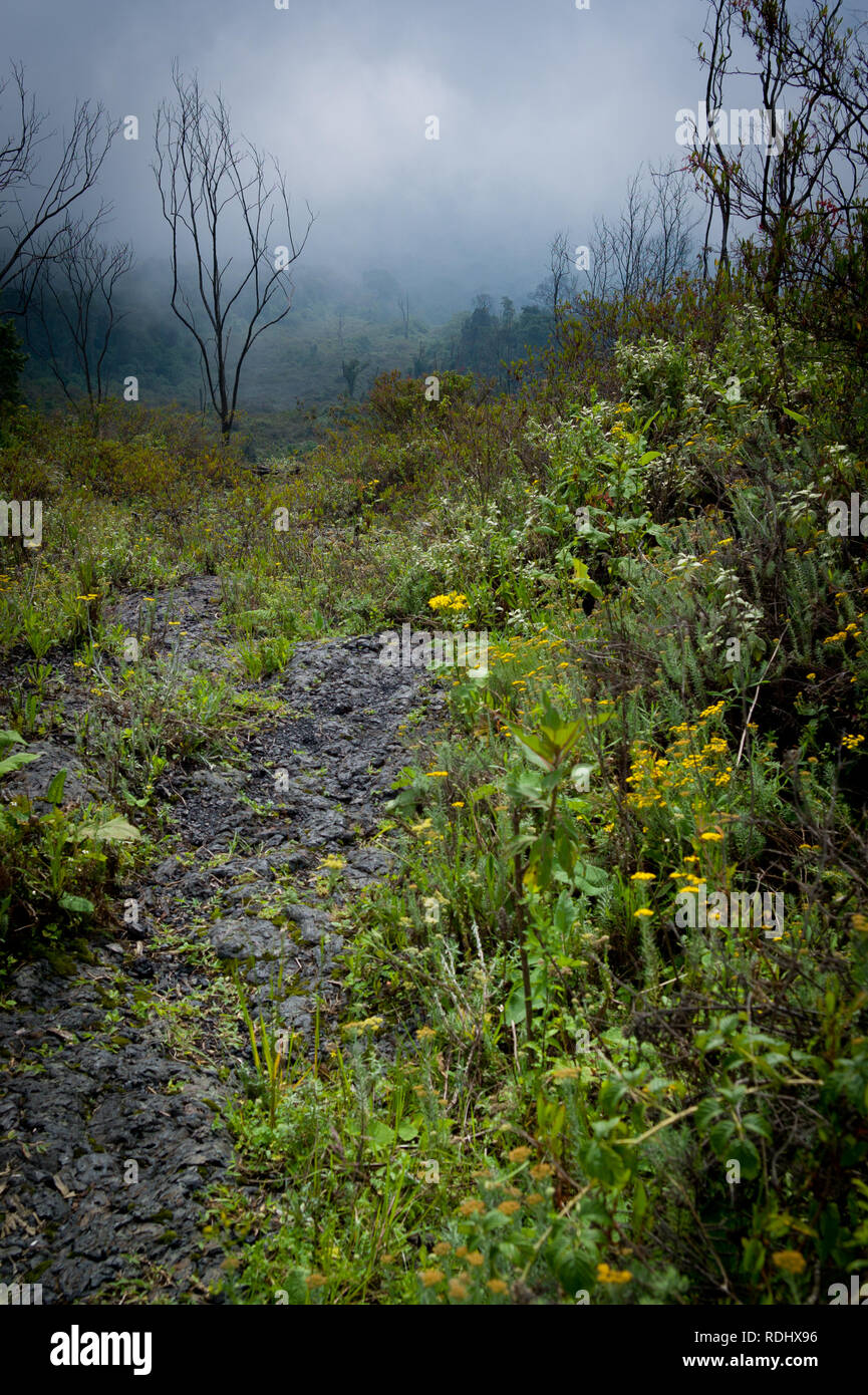 Dies ist ein Brennen Narbe von einem früheren Ausbruch des Vulkans Nyiragongo, Kibati, Virunga National Park, Parq National des Virunga, DER DEMOKRATISCHEN REPUBLIK KONGO. Stockfoto