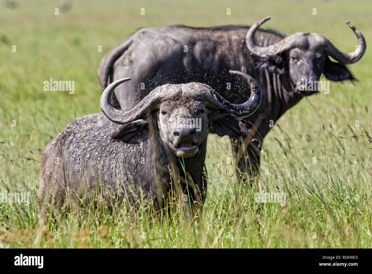 Afrikanische Büffel, Syncerus caffer, treten vor allem in der nördlichen Abschnitte der Akagera National Park, Parc National de l'Akagera, Ruanda. Stockfoto