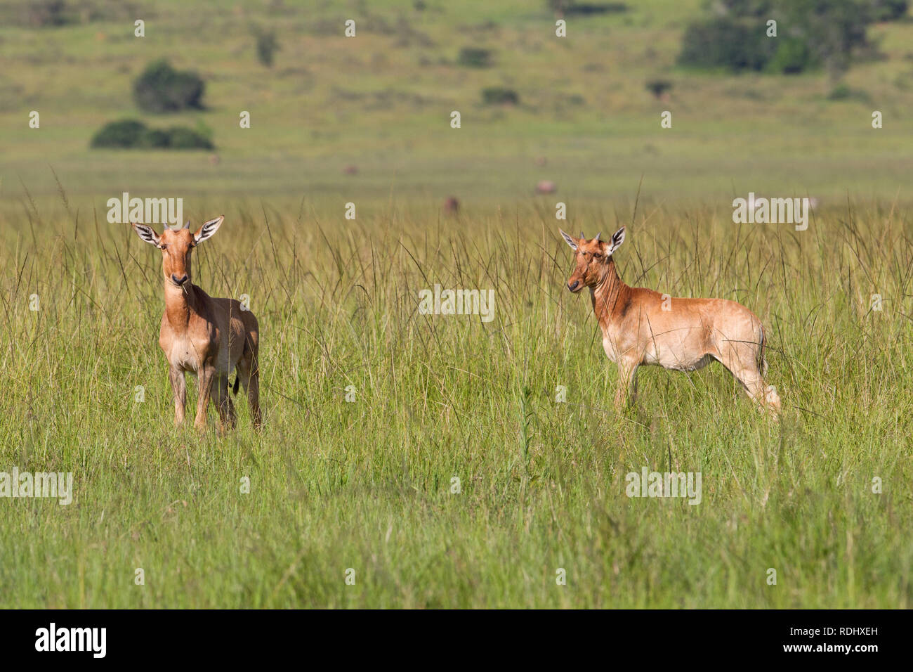 Topi Kälber, Damaliscus lunatus, Weiden in der nördlichen Gefilde der Akagera National Park, Parc National de l'Akagera, östlichen Provinz, Ruanda. Stockfoto