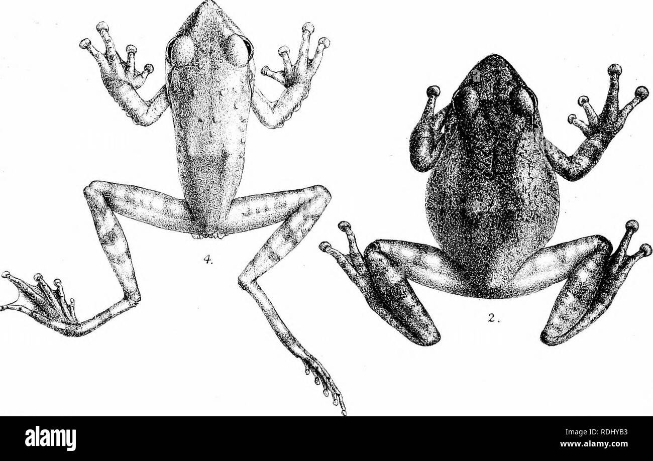 . Katalog Der batrachia Salientia s. Ecaudata in der Sammlung des British Museum. Amphibien. K" minter-n del. 1. Rkaxoplwrus jerdomjj. 2. Rhcuxphoras dbuMuMs. 3, Ri - uuxphorus fergiLSonuj. 4. Rhcucophorwa appendicudatuLS.. Bitte beachten Sie, dass diese Bilder sind von der gescannten Seite Bilder, die digital für die Lesbarkeit verbessert haben mögen - Färbung und Aussehen dieser Abbildungen können nicht perfekt dem Original ähneln. extrahiert. British Museum (Natural History). Abt. der Zoologie; Boulenger, George Albert, 1858-1937. London, Gedruckt im Auftrag des Kuratoriums Stockfoto