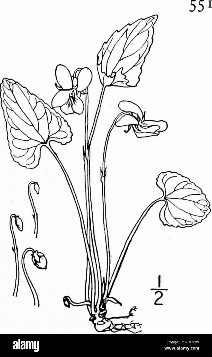 . Eine Illustrierte Flora von der nördlichen USA, Kanada und die britischen Besitzungen, von Neufundland zu den Parallelen der südlichen Grenze von Virginia, und vom Atlantik westwärts zu den 102 d Meridian. Botanik; Botanik. Gattung ich. Violett Familie. 12. Viola affinis Le Conte. Le Conte ist Violett. Abb. 2934. V. affinis Le Conte, Ann. Lauge. N.Y.2; 138. 1826. Viola Pittonia venustula Greene, 3:335. 1898. Fast kahl; Blätter, die in Vernal Blüte entfalten schmal herzförmige-eiförmig, und allgemein Dämpfen in Richtung der Spitze, immer etwa 2' Breite im Sommer, die Margen deutlich crena Stockfoto