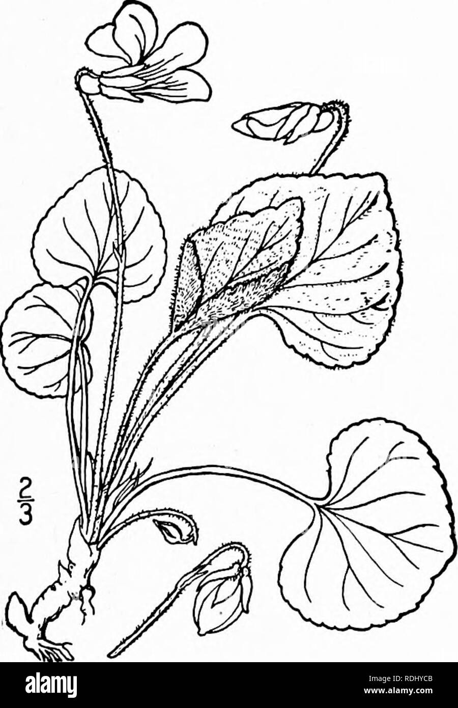 . Eine Illustrierte Flora von der nördlichen USA, Kanada und die britischen Besitzungen, von Neufundland zu den Parallelen der südlichen Grenze von Virginia, und vom Atlantik westwärts zu den 102 d Meridian. Botanik; Botanik. 7. Viola missouriensis Greene. Missouri Violett. Abb. 2929. Viola Pittonia missouriensis Greene, 4:141. 1900. Kahl, cespitose, die Stout aufsteigend Wurzelstock oft verzweigen; Blätter in Vernal Blüte 3'-6' hoch, die Blätter eiförmig - Deltamuskel, an der Basis herzförmige, oft mit der konkaven oberen Rand; reife Blätter 6'-i 2' hoch, die Blades 21'-^' breit, so lang wie breit, Stockfoto