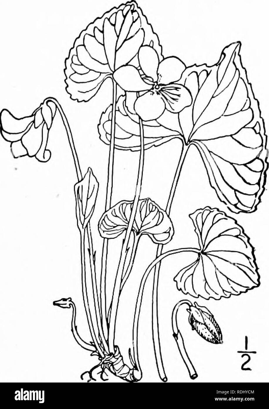 . Eine Illustrierte Flora von der nördlichen USA, Kanada und die britischen Besitzungen, von Neufundland zu den Parallelen der südlichen Grenze von Virginia, und vom Atlantik westwärts zu den 102 d Meridian. Botanik; Botanik. 7. Viola missouriensis Greene. Missouri Violett. Abb. 2929. Viola Pittonia missouriensis Greene, 4:141. 1900. Kahl, cespitose, die Stout aufsteigend Wurzelstock oft verzweigen; Blätter in Vernal Blüte 3'-6' hoch, die Blätter eiförmig - Deltamuskel, an der Basis herzförmige, oft mit der konkaven oberen Rand; reife Blätter 6'-i 2' hoch, die Blades 21'-^' breit, so lang wie breit, Stockfoto