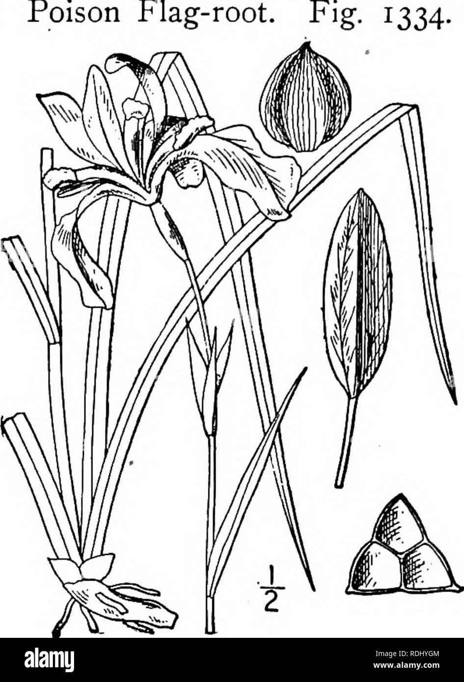 . Eine Illustrierte Flora von der nördlichen USA, Kanada und die britischen Besitzungen, von Neufundland zu den Parallelen der südlichen Grenze von Virginia, und vom Atlantik westwärts zu den 102 d Meridian. Botanik; Botanik. Gattung ich. IRIS FAMILIE. 539. 7. Iris prismatica Pursh. Schmalen Blauen Flagge. Gift Flag-Root. Iris virginica Muhl. Kat. 4. 1813. Nicht L. 1753. Iris prismatica Pursh, FI. Standort. Sept. 30. 1814. Iris aus buchsbaumholz Bigel. Fl. Bost. 12. 1814. flris Carolina Radius, Schrift. Naturf. Ges. Leipzig I: 158. 1822. Wurzelstock eher schmal, KNÖTCHENFÖRMIGE - verdickt. Schlanke Stiele, oft Flex Stockfoto