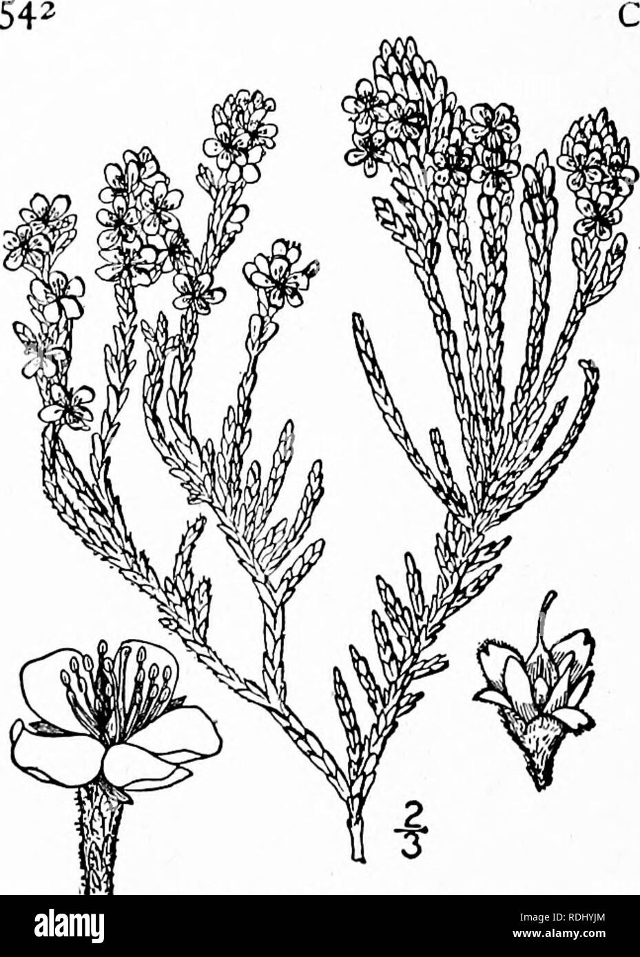 . Eine Illustrierte Flora von der nördlichen USA, Kanada und die britischen Besitzungen, von Neufundland zu den Parallelen der südlichen Grenze von Virginia, und vom Atlantik westwärts zu den 102 d Meridian. Botanik; Botanik. CISTACEAE. Vol. II. 2. Hudsonia tomentosa Nutt. Woolly Hudsonia. False Heather. Abb. 2913. Hudsonia tomentosa Nutt. Gen. 2:5. 1818. H. tomentosa intermedia Peck, Rep.-N.Y., Mus. 45; 86. 1893. Dicht getuftet und aufwendig verzweigter, Mat-Ted, Hoary-Pubertierende, blasse, 4'-8' hoch; Niederlassungen Stout, aufsteigend. Blätter über i" lang, oval oder länglich, dicht Stockfoto