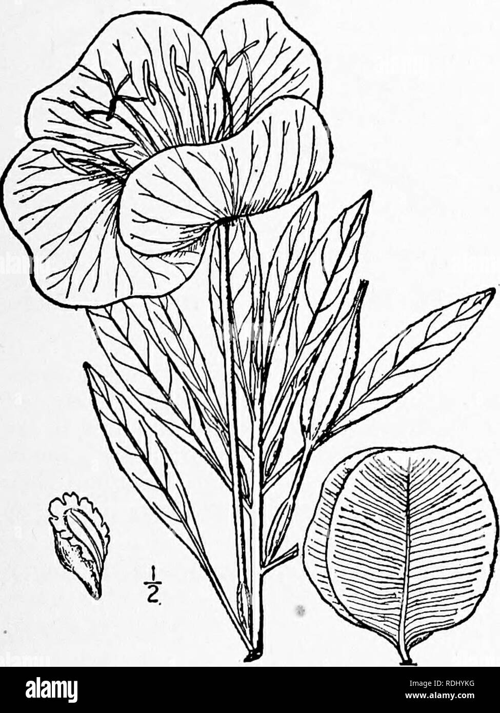 . Eine Illustrierte Flora von der nördlichen USA, Kanada und die britischen Besitzungen, von Neufundland zu den Parallelen der südlichen Grenze von Virginia, und vom Atlantik westwärts zu den 102 d Meridian. Botanik; Botanik. 15. MEGAPTERIUM Spach, Hist. Veg. 4: 363. 1835. Niedrige mehrjährige Kräuter mit Stout sparsam verzweigte Stängel. Zahlreiche Blätter, Alternative, schmal, ganzen oder leicht gezahnt. Blumen perfekt, wenige, aber große und auffällige, Achsel, Gelb. CaJyx-Tube sehr länglich, in Richtung der Kehle geweiteten; Kelch-Segmente schmal, die Tipps kostenlos im Keim zu ersticken. Blütenblätter 4, ausbreiten. Staubblätter 8. Stockfoto