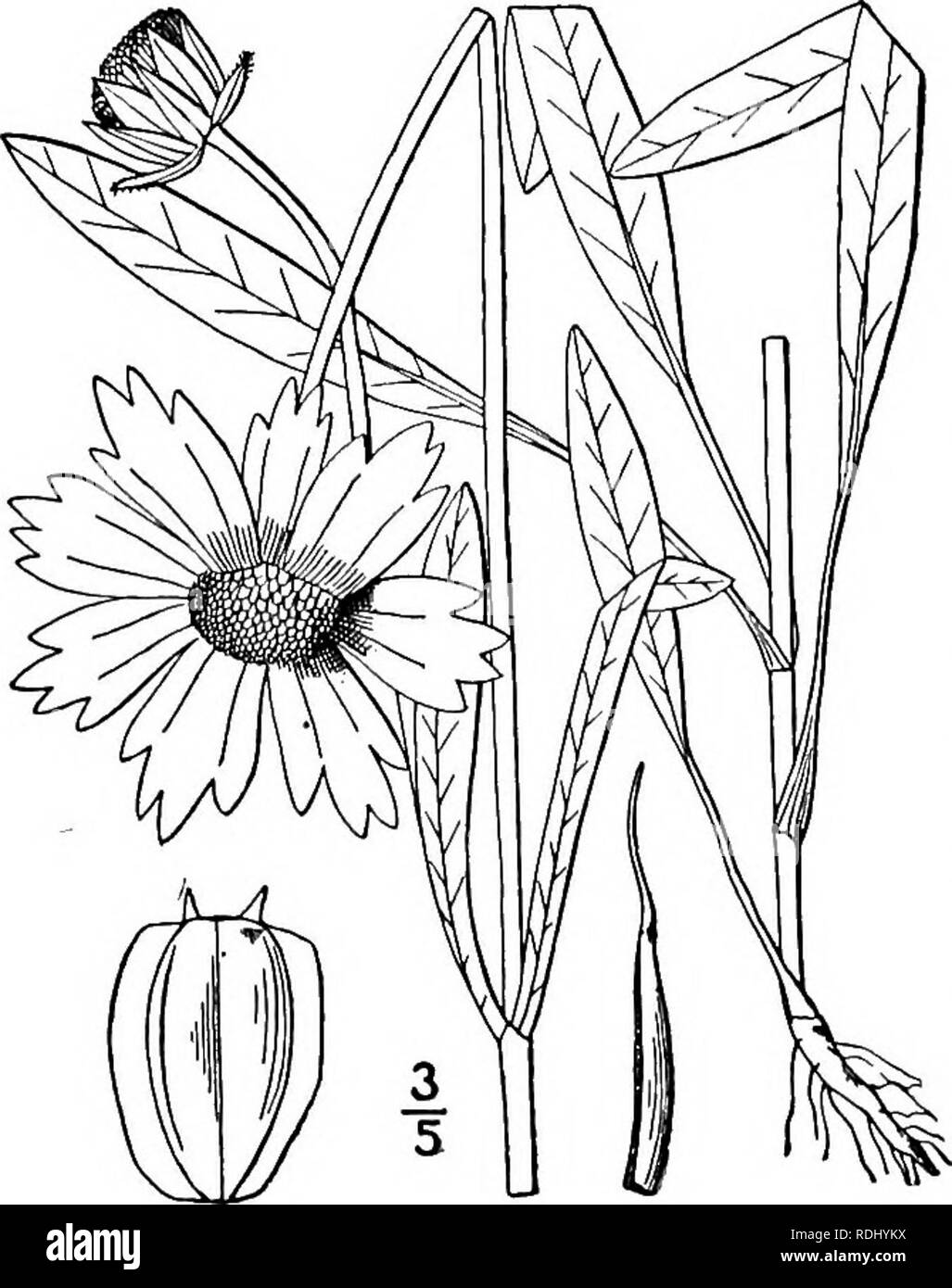 . Eine Illustrierte Flora von der nördlichen USA, Kanada und die britischen Besitzungen, von Neufundland zu den Parallelen der südlichen Grenze von Virginia, und vom Atlantik westwärts zu den 102 d Meridian. Botanik; Botanik. 49°COMPOSITAE. Vol. III. Coreopsis integrifolia L. Lance-leaved Veilchen. Abb. 4492. Coreopsis integrifolia L. Sp. PI. 908. 1753. Coreopsis integrifolia var. angustifolia T.&amp; G. Fl. N. A.2: 344. 1842. Staude; Stammzellen schlank, kahl, oder sparsam hispid in der Nähe der Basis, ich°-2° hoch. Blätter kahl, der untere und der basalen, schlank - petioled, spatu - spät oder Stockfoto