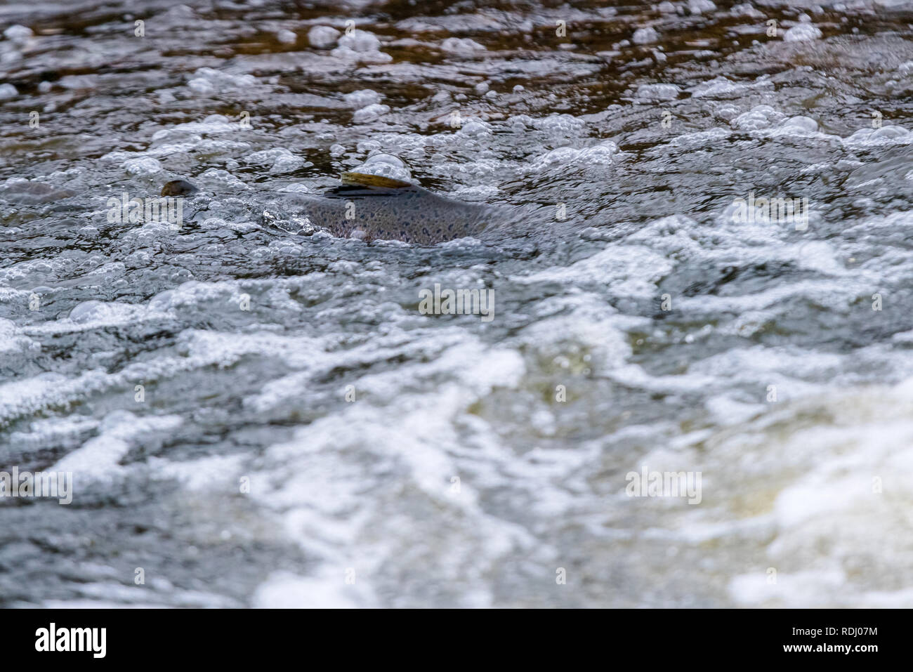 Atlantische Lachse springen rapids Brutplatz zu finden. Fische schwimmen im Fluss aufwärts zu züchten. Stockfoto