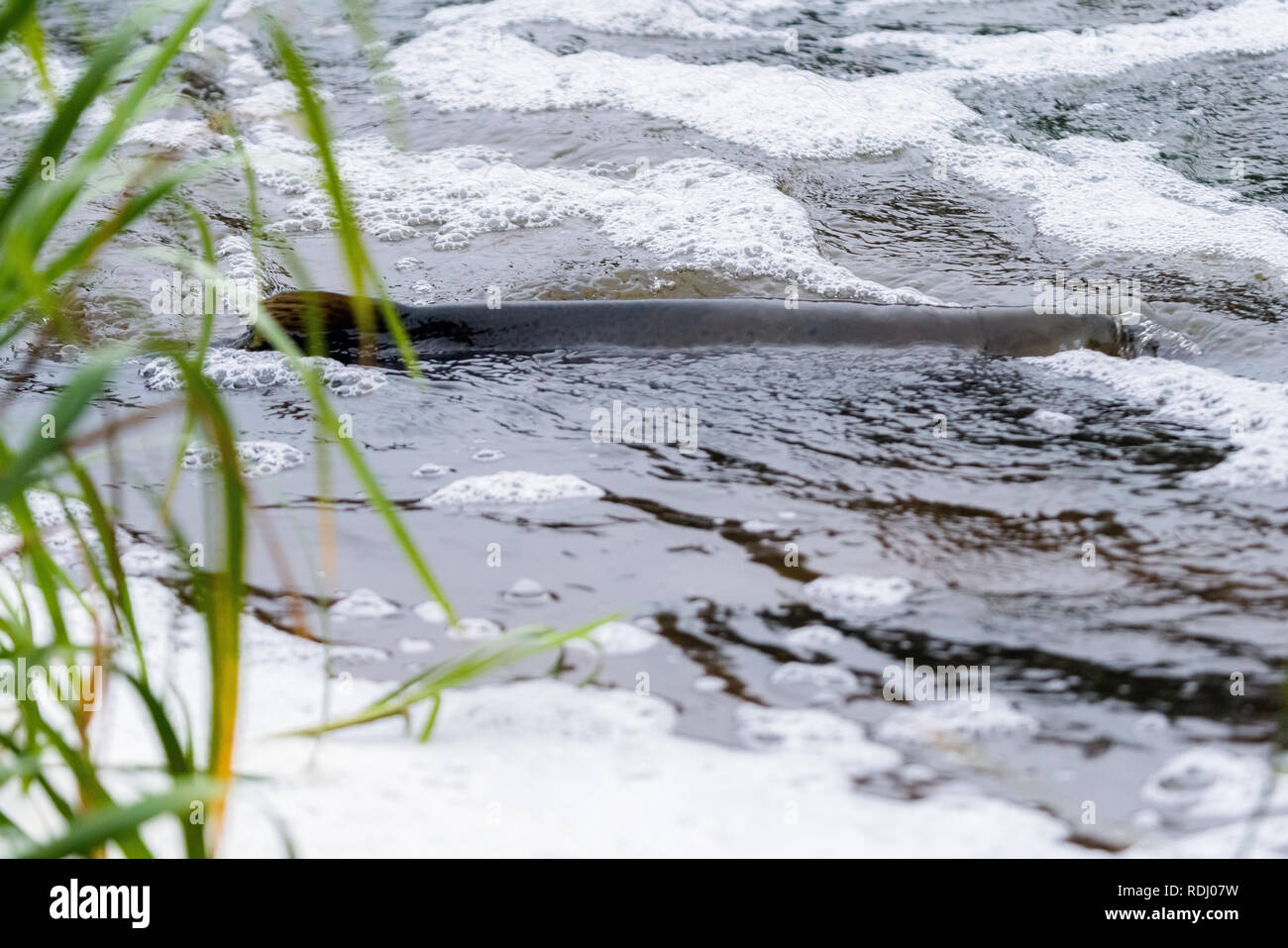 Atlantische Lachse springen rapids Brutplatz zu finden. Fische schwimmen im Fluss aufwärts zu züchten. Stockfoto
