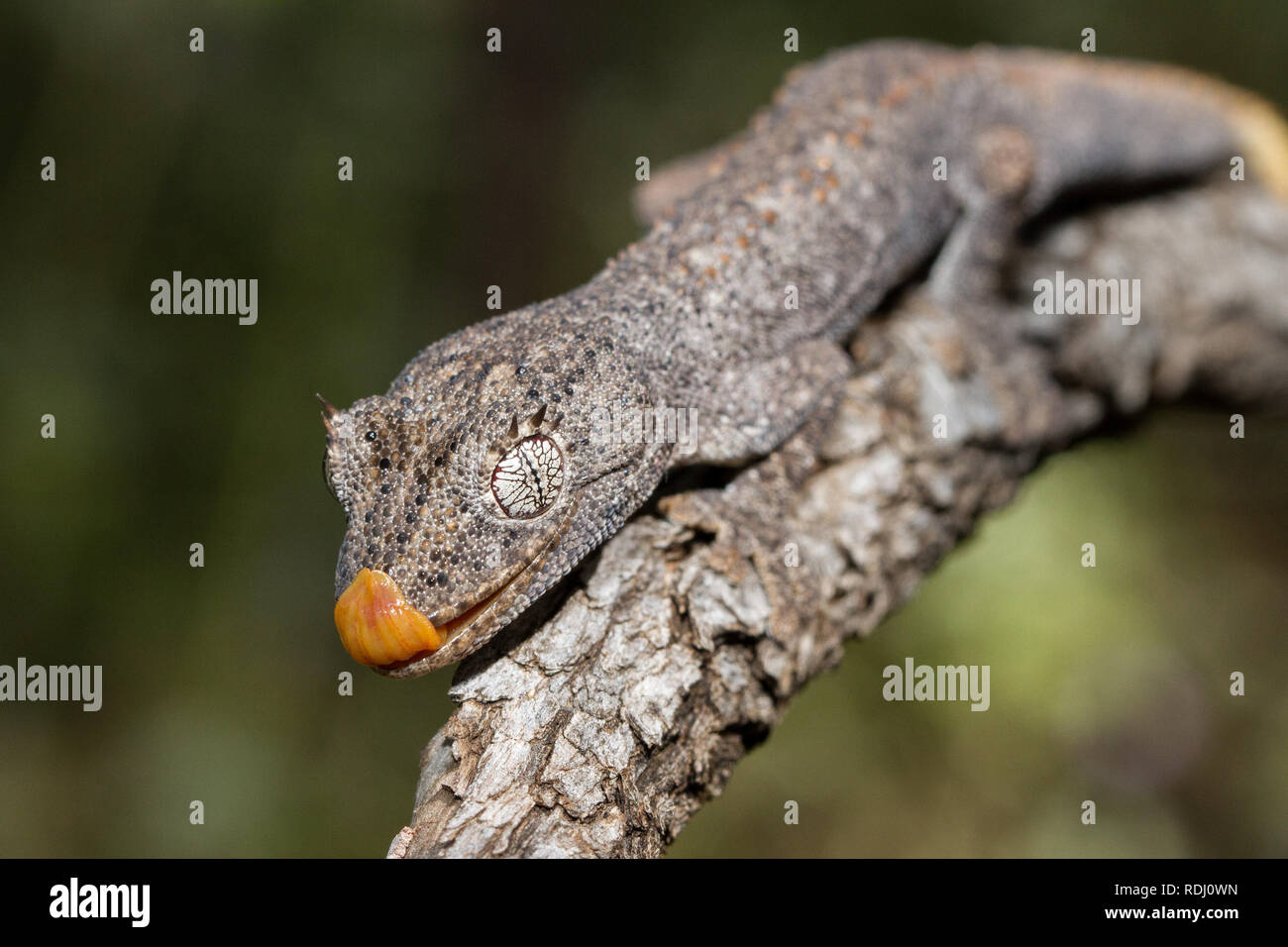 Northern Stacheligen-tailed Gecko Stockfoto